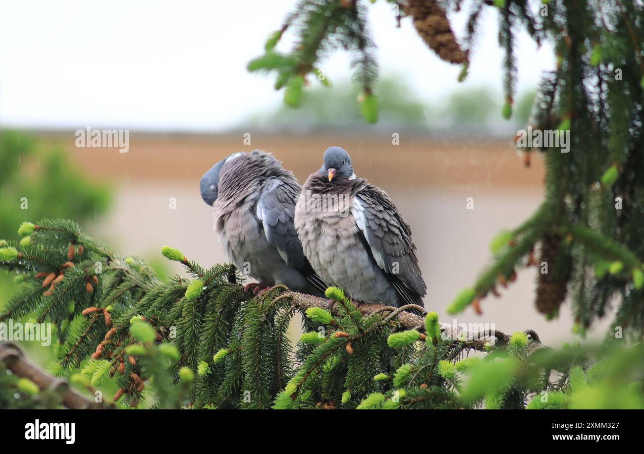 Tauben von Somorja Stockfoto