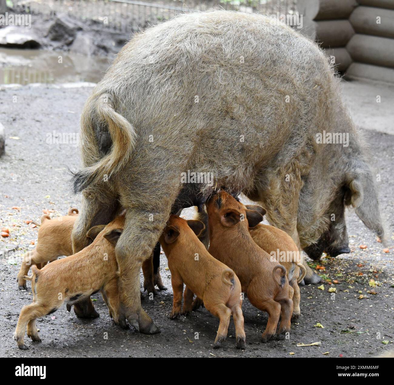 Eilenburg, Deutschland. Juli 2024. Im Zoo von Eilenburg trinken die zwei Wochen alten Mangalitza-Schweine von ihrer Mutter Krimhild. Sie gehören zu den 12 kleinen Schweinen, die derzeit zu den Favoriten der jungen und alten Besucher im Streichelzoo gehören. Mangalitza-Schweine werden seit über 10 Jahren im Zoo Eilenburg gezüchtet. Über 100 dieser Rotwollschweine, eine ungarische Schweinerasse, haben bereits im Zoo das Licht der Welt gesehen. Quelle: Waltraud Grubitzsch/dpa/Alamy Live News Stockfoto