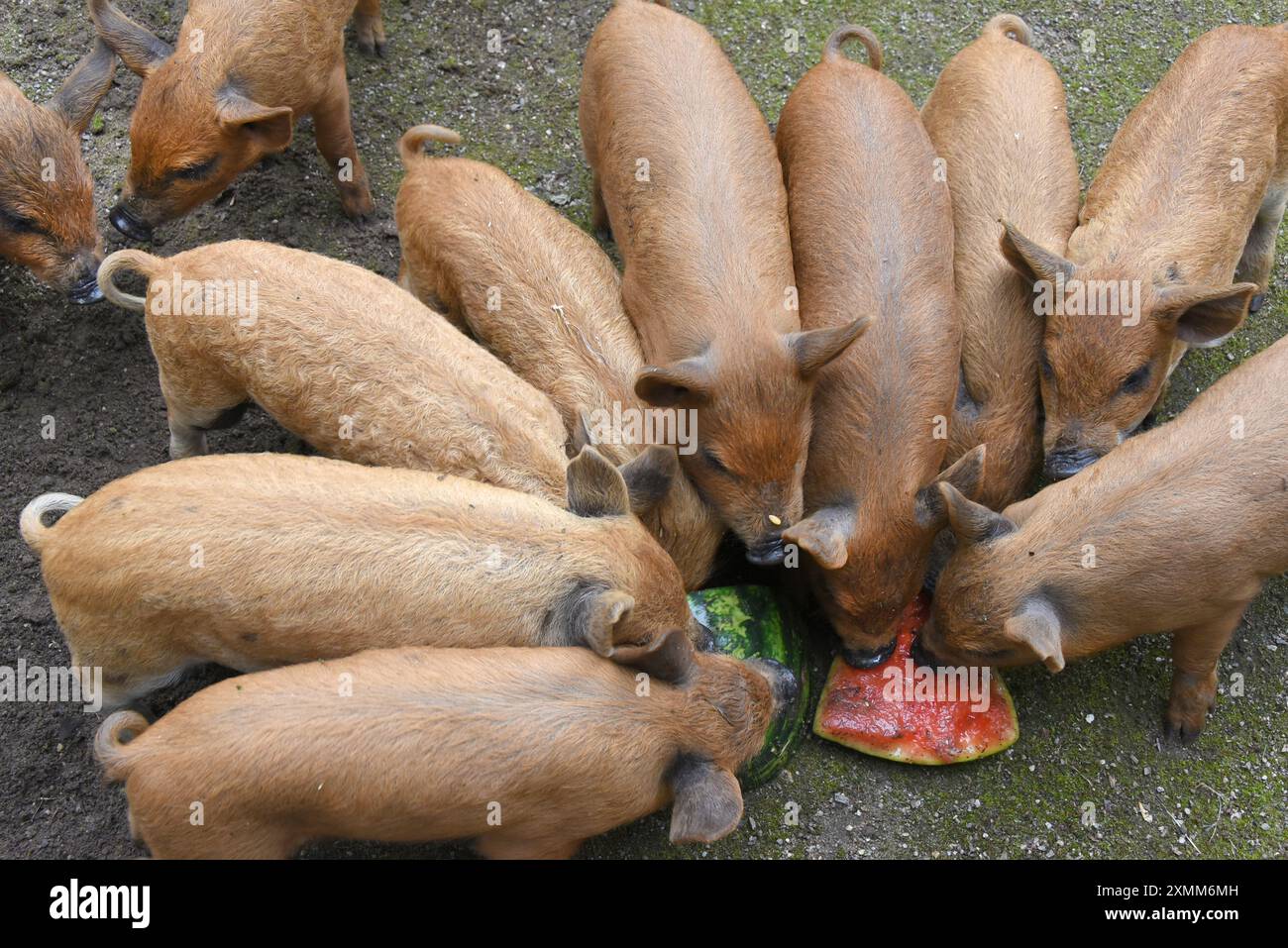 Eilenburg, Deutschland. Juli 2024. Junge Wollschweine essen im Zoo von Eilenburg. Die kleinen Mangalitza-Schweine gehören derzeit zu den Favoriten von jungen und alten Besuchern im Streichelzoo, bevor sie mit etwa sechs Wochen zu Tierfreunden und Züchtern reisen. Mangalitza-Schweine werden seit über 10 Jahren im Zoo Eilenburg gezüchtet. Über 100 dieser Rotwollschweine, eine ungarische Schweinerasse, haben bereits im Zoo das Licht der Welt gesehen. Quelle: Waltraud Grubitzsch/dpa/Alamy Live News Stockfoto