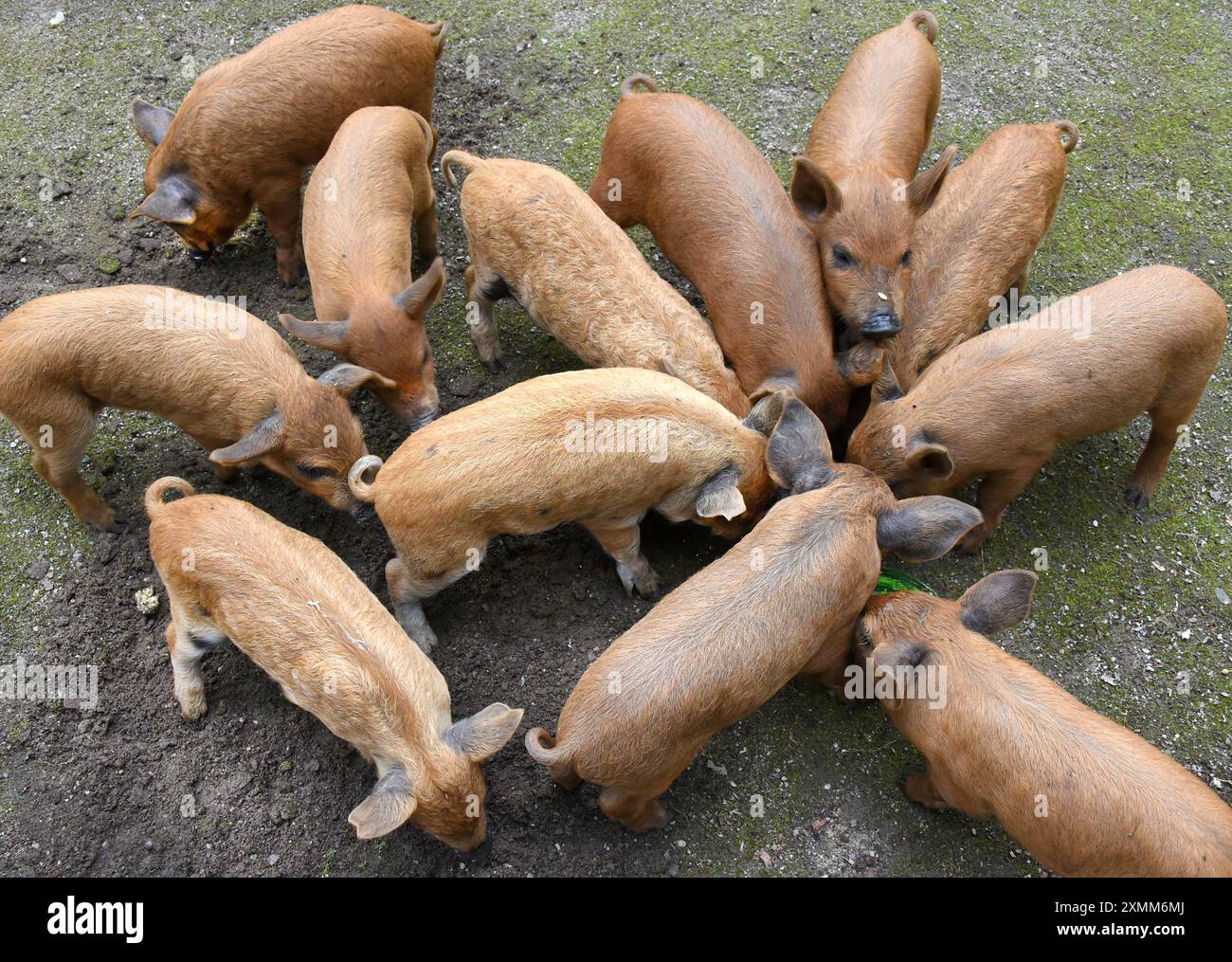 Eilenburg, Deutschland. Juli 2024. Junge Wollschweine essen im Zoo von Eilenburg. Die kleinen Mangalitza-Schweine gehören derzeit zu den Favoriten von jungen und alten Besuchern im Streichelzoo, bevor sie mit etwa sechs Wochen zu Tierfreunden und Züchtern reisen. Mangalitza-Schweine werden seit über 10 Jahren im Zoo Eilenburg gezüchtet. Über 100 dieser Rotwollschweine, eine ungarische Schweinerasse, haben bereits im Zoo das Licht der Welt gesehen. Quelle: Waltraud Grubitzsch/dpa/Alamy Live News Stockfoto