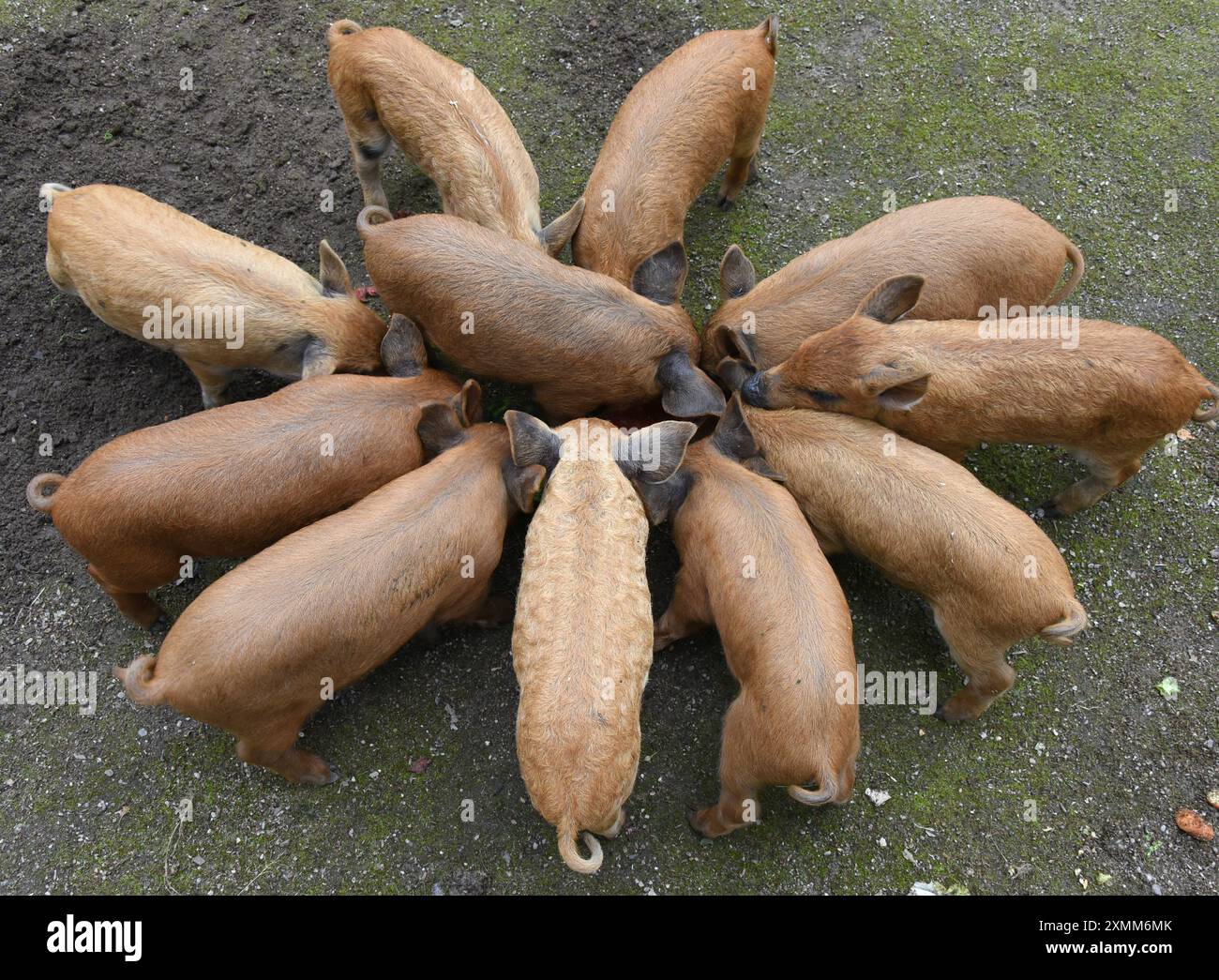 Eilenburg, Deutschland. Juli 2024. Junge Wollschweine essen im Zoo von Eilenburg. Die kleinen Mangalitza-Schweine gehören derzeit zu den Favoriten von jungen und alten Besuchern im Streichelzoo, bevor sie mit etwa sechs Wochen zu Tierfreunden und Züchtern reisen. Mangalitza-Schweine werden seit über 10 Jahren im Zoo Eilenburg gezüchtet. Über 100 dieser Rotwollschweine, eine ungarische Schweinerasse, haben bereits im Zoo das Licht der Welt gesehen. Quelle: Waltraud Grubitzsch/dpa/Alamy Live News Stockfoto