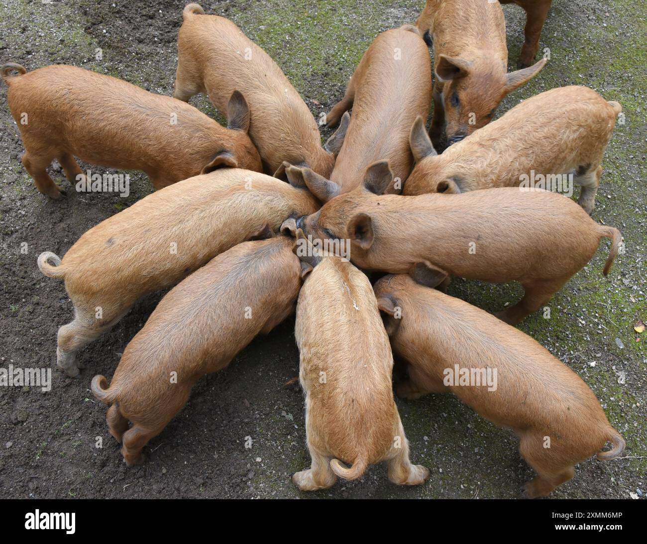Eilenburg, Deutschland. Juli 2024. Junge Wollschweine essen im Zoo von Eilenburg. Die kleinen Mangalitza-Schweine gehören derzeit zu den Favoriten von jungen und alten Besuchern im Streichelzoo, bevor sie mit etwa sechs Wochen zu Tierfreunden und Züchtern reisen. Mangalitza-Schweine werden seit über 10 Jahren im Zoo Eilenburg gezüchtet. Über 100 dieser Rotwollschweine, eine ungarische Schweinerasse, haben bereits im Zoo das Licht der Welt gesehen. Quelle: Waltraud Grubitzsch/dpa/Alamy Live News Stockfoto