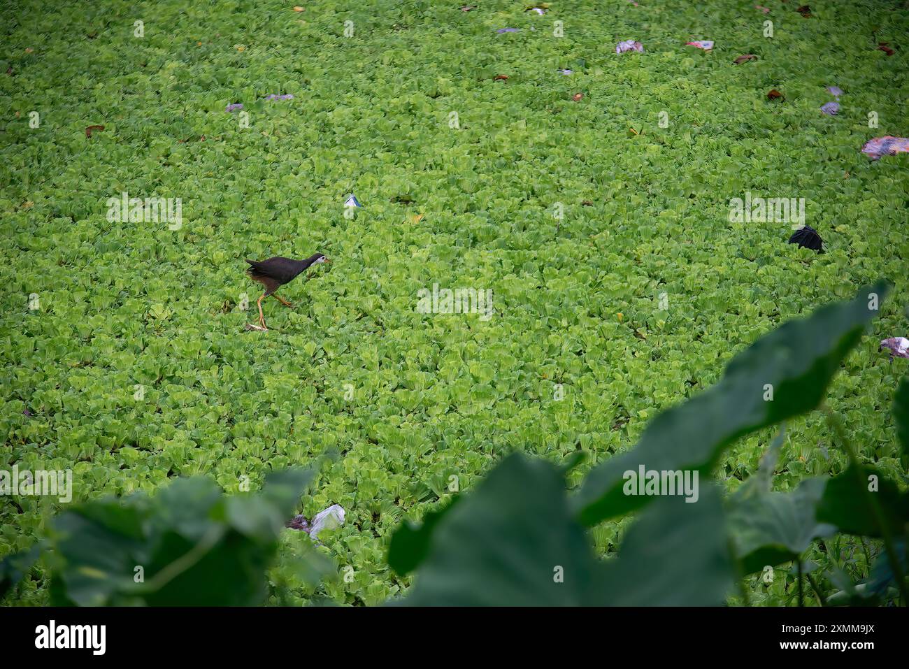 Das Weißbrustgewächse ist ein Wasservogel der Rallidae-Familie, die weit über Süd- und Südostasien verbreitet ist. Stockfoto