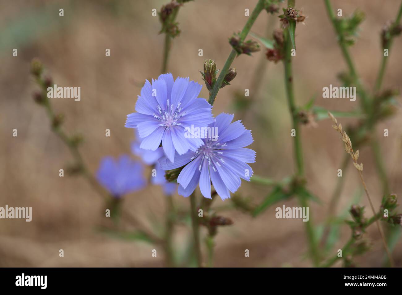 Bittere Zichorienblüte Stockfoto