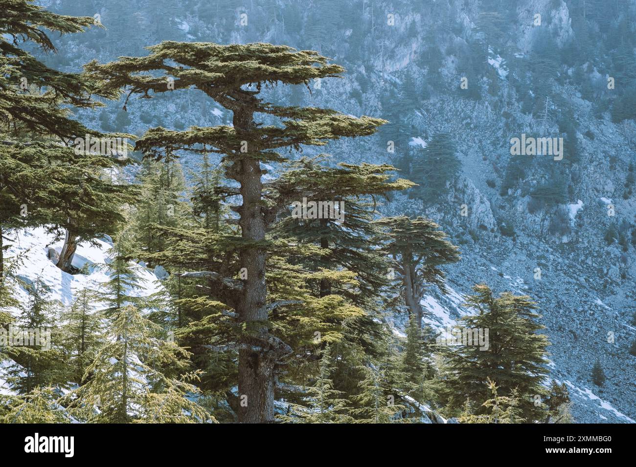 Malerische Libanon-Zedernbäume auf schneebedeckten Berghängen Stockfoto