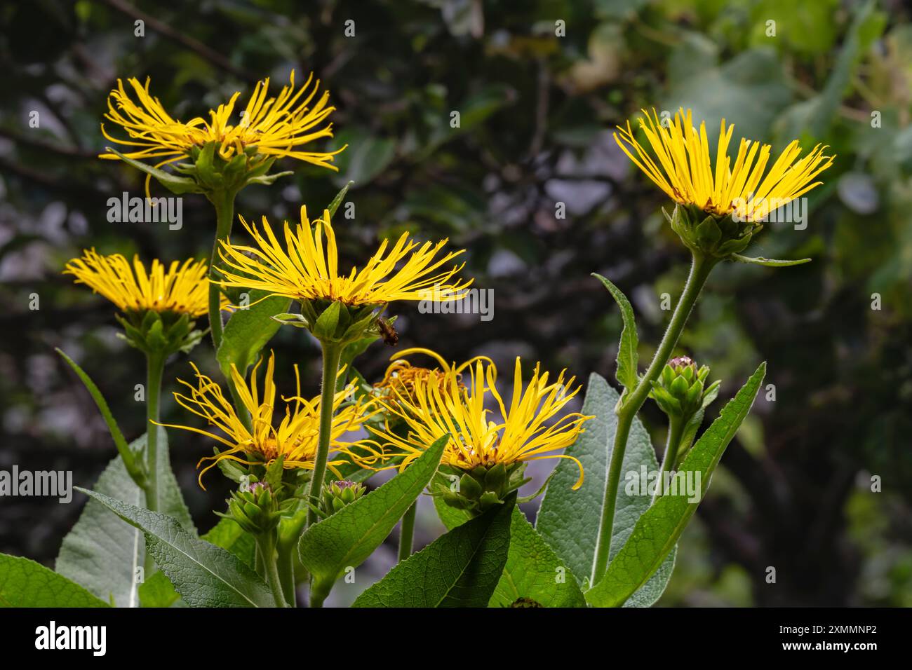 Nahaufnahme der leuchtend goldgelben Blüten und Knospen von inula helenium, auch bekannt als Elekampane, Pferdeheilung oder Elfdock, die draußen auf natürlichem Hintergrund blühen Stockfoto