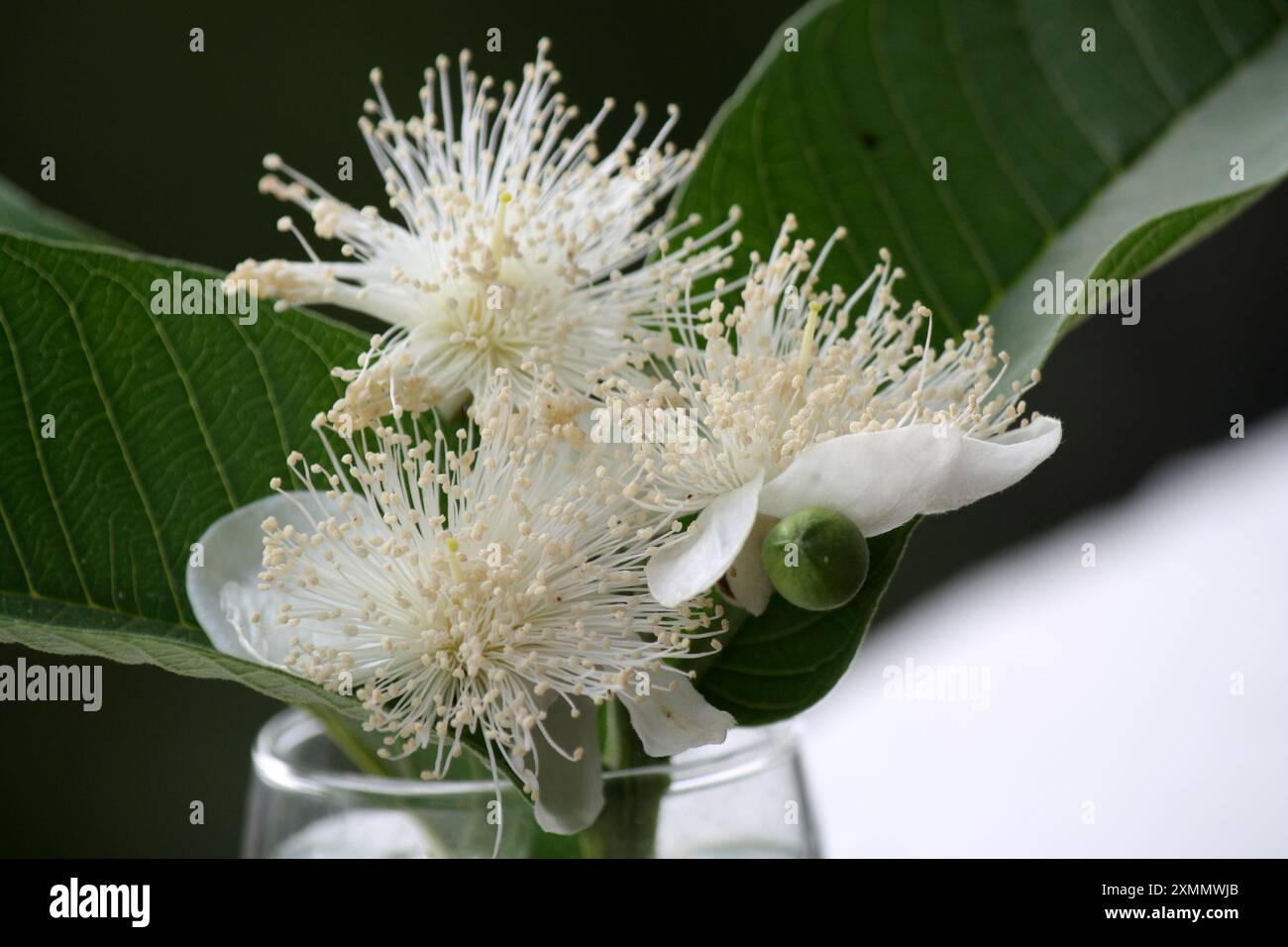 Gewöhnliche Guava (Psidium guajava) Blüten in einem Glastopf : (Pixel Sanjiv Shukla) Stockfoto