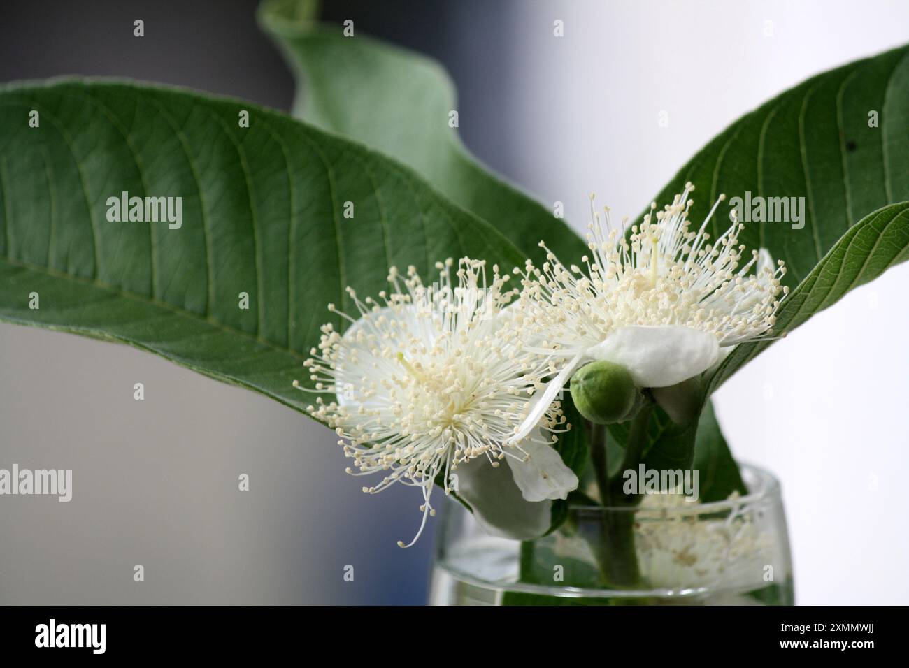 Gewöhnliche Guava (Psidium guajava) Blüten in einem Glastopf : (Pixel Sanjiv Shukla) Stockfoto