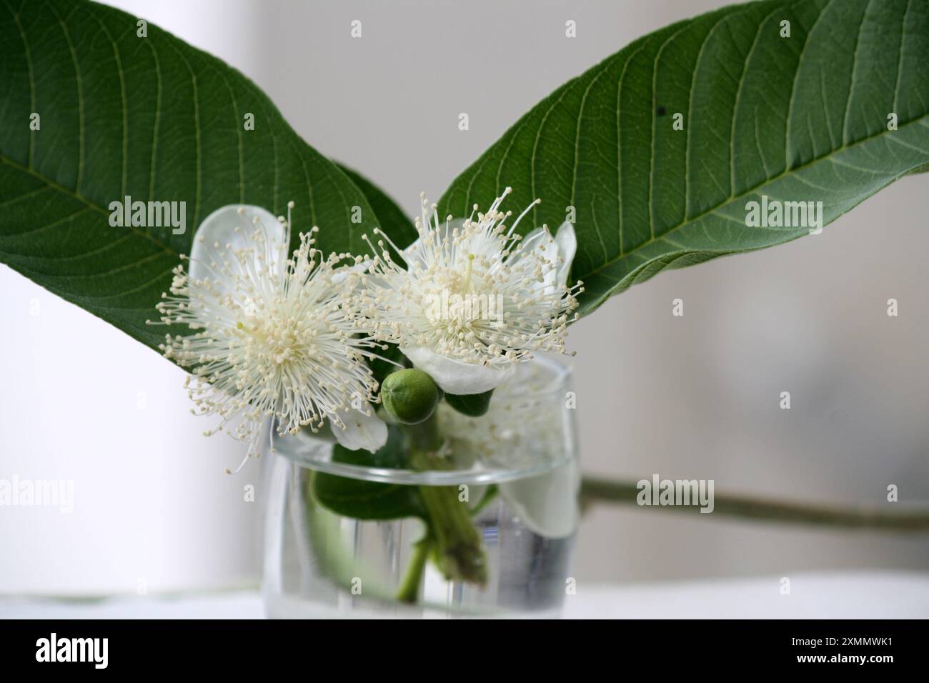 Gewöhnliche Guava (Psidium guajava) Blüten in einem Glastopf : (Pixel Sanjiv Shukla) Stockfoto