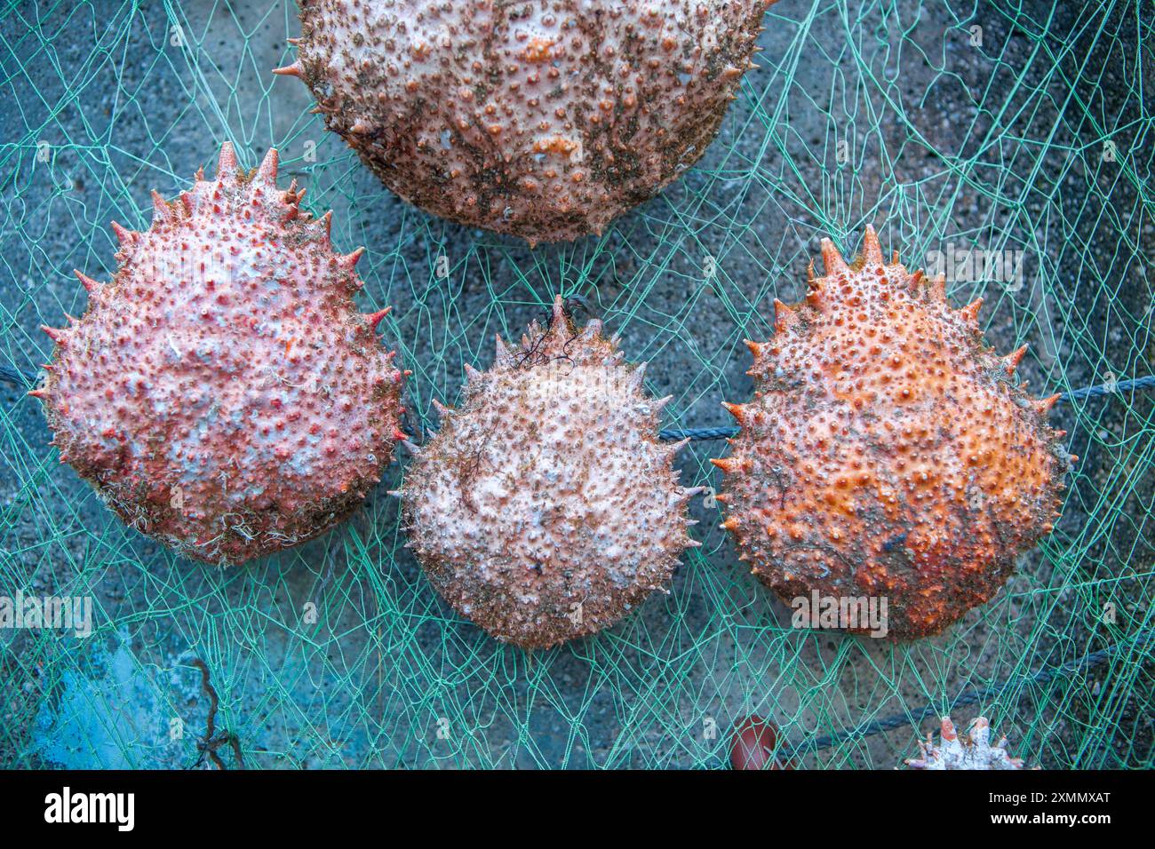 Krabbenschalen hängen an Fischernetzen. Tazones, eines der schönsten Dörfer der asturischen Küste, Spanien Stockfoto