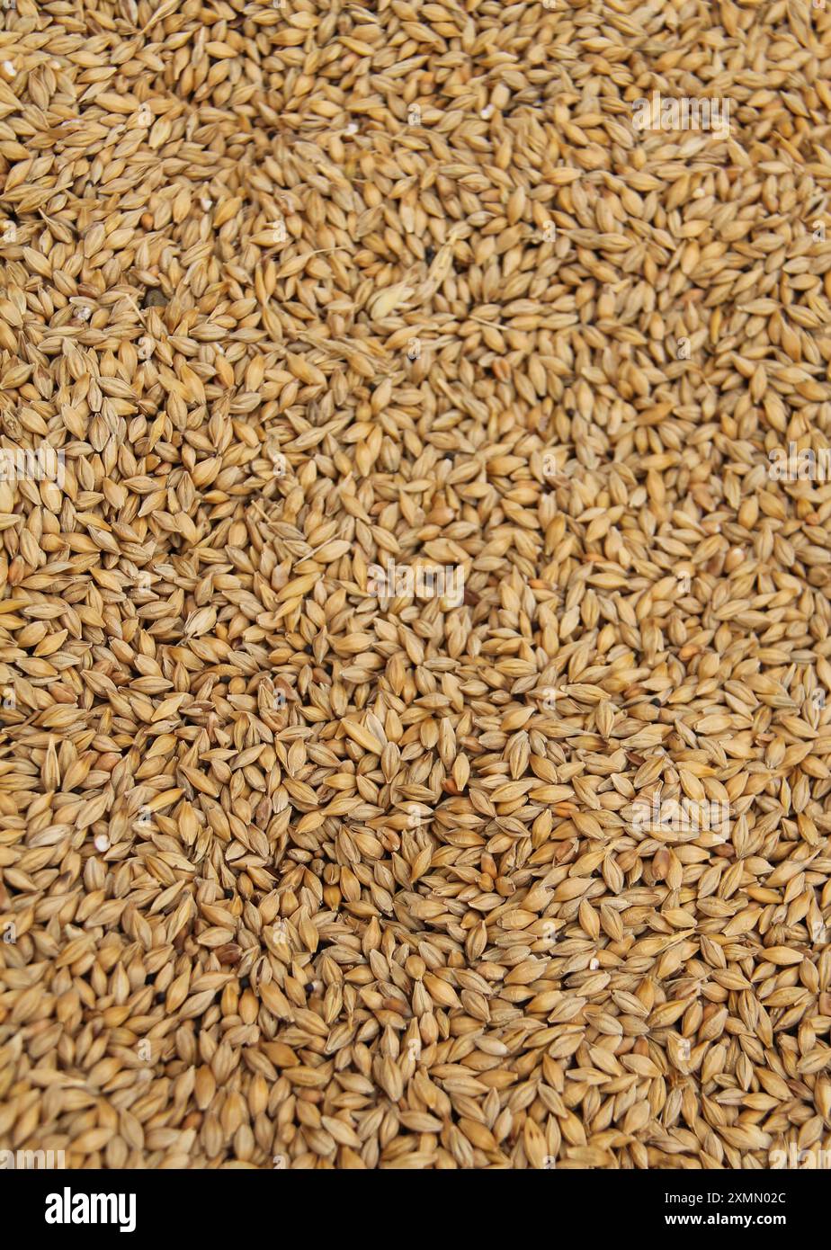 Ein Hintergrundbild frischer mälzender Gerstenkörner. Stockfoto