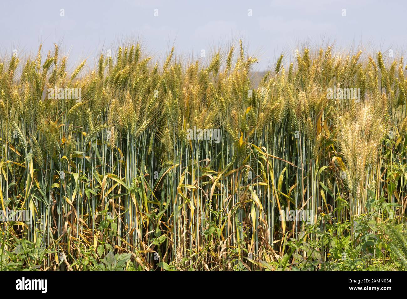 Weizen, der in Zentral-Sambia bei Mkushi unter Bewässerung angebaut wird Stockfoto