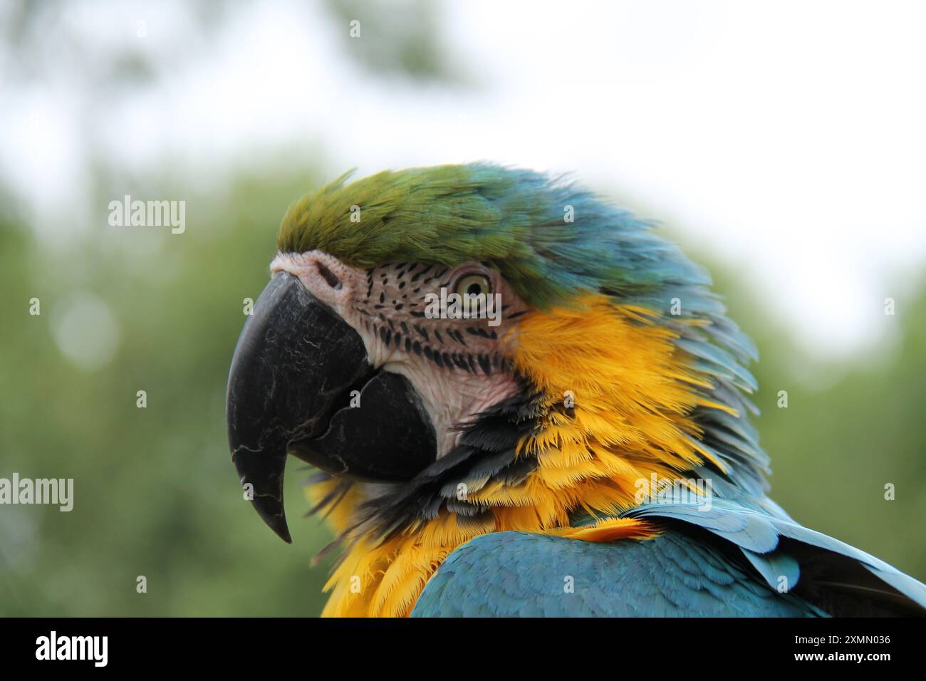 Eine Nahaufnahme von Kopf und Schnabel eines Aras Papageienvogels. Stockfoto