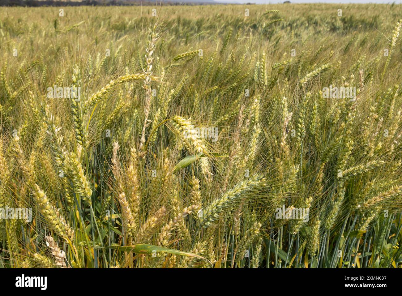Weizen, der in Zentral-Sambia bei Mkushi unter Bewässerung angebaut wird Stockfoto