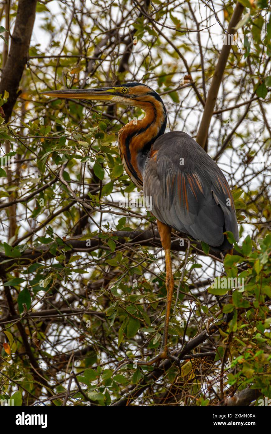 Lila Reiher, Ardea purpurea sitzt auf einem Baum, Namibia Stockfoto