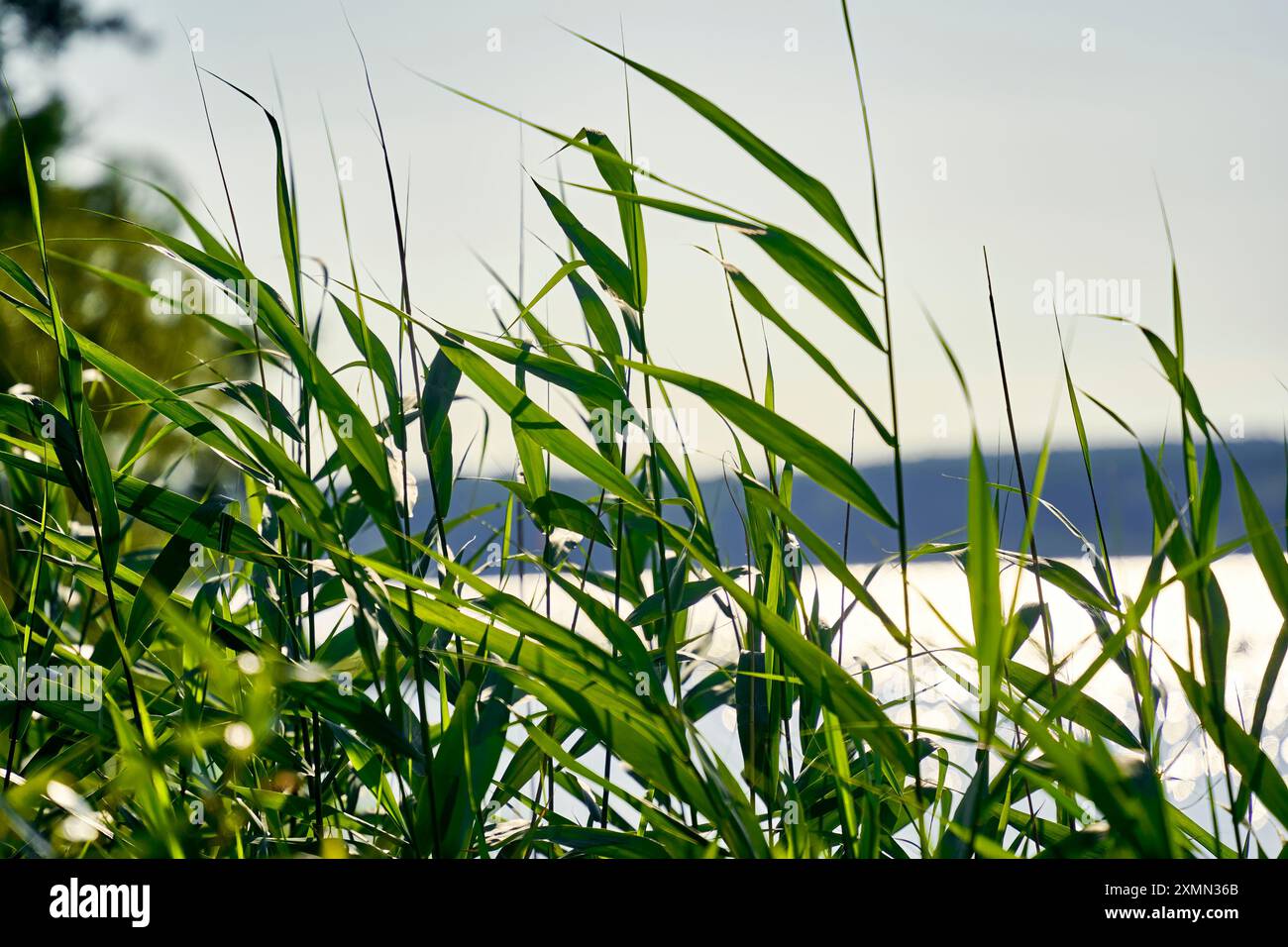 Nahaufnahme von jungen grünen Schilfen vor einem verschwommenen See Stockfoto