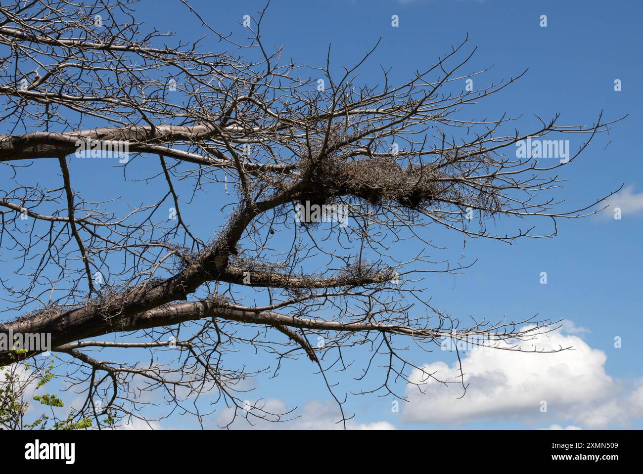 Weißköpfige Büffelweber haben ein ausgedehntes Labyrinth aus Dornstöcken und Ästen in einem Baobab-Baum gebaut. Diese Barriere hilft, Raubtiere abzuschrecken Stockfoto