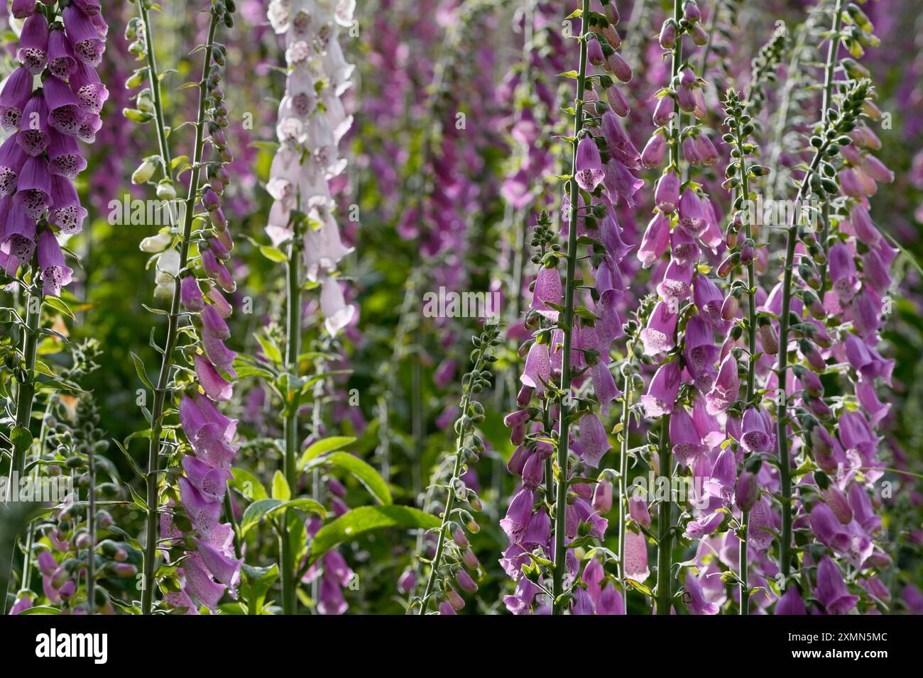 Digitalis purpurea,Roter Fingerhut zur Blütezeit,Purpur Fingerhut oder Frauenhandschuh, Karlsbad, Tschechien Stockfoto