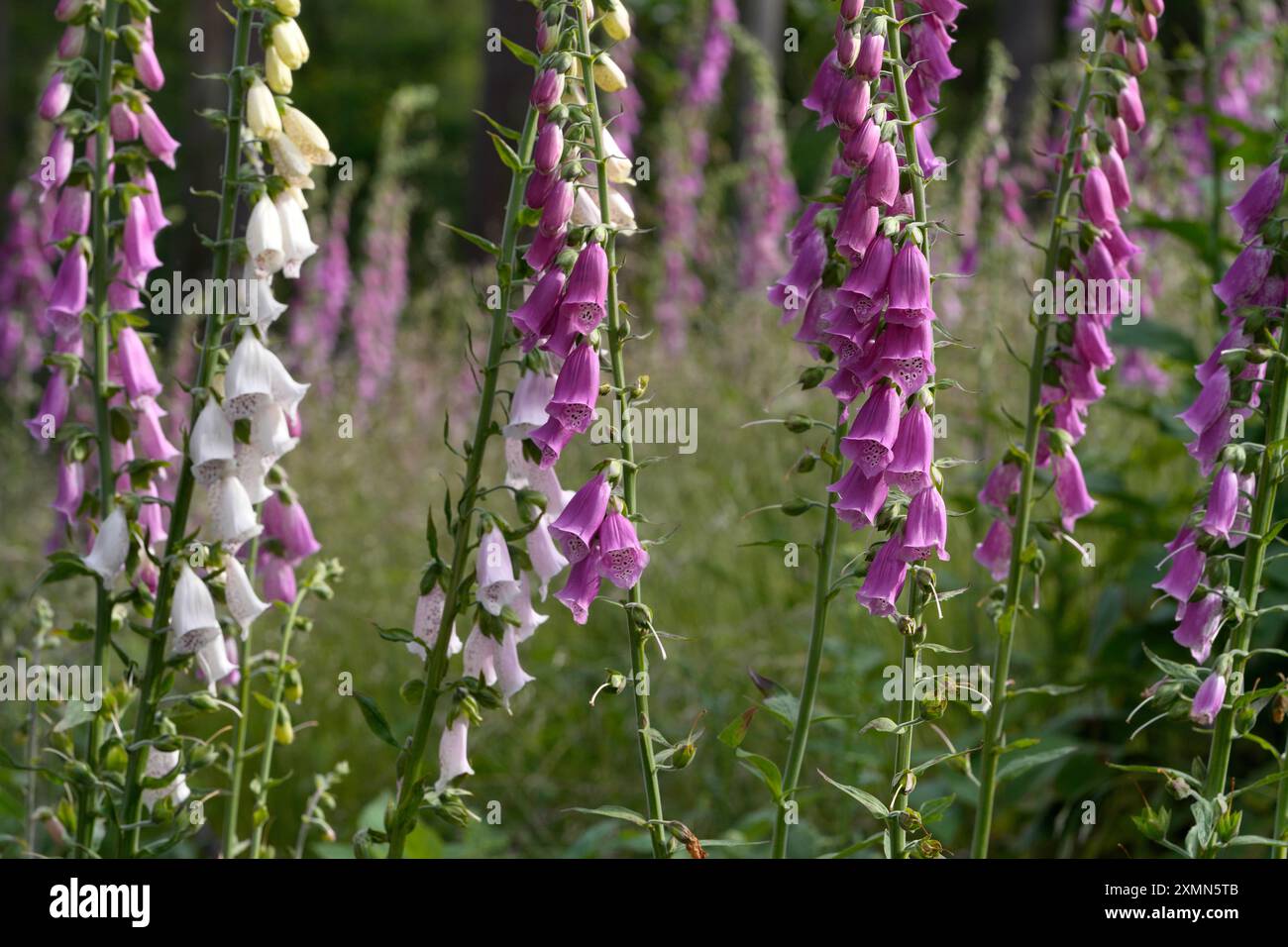 Digitalis purpurea,Roter Fingerhut zur Blütezeit,Purpur Fingerhut oder Frauenhandschuh, Karlsbad, Tschechien Stockfoto