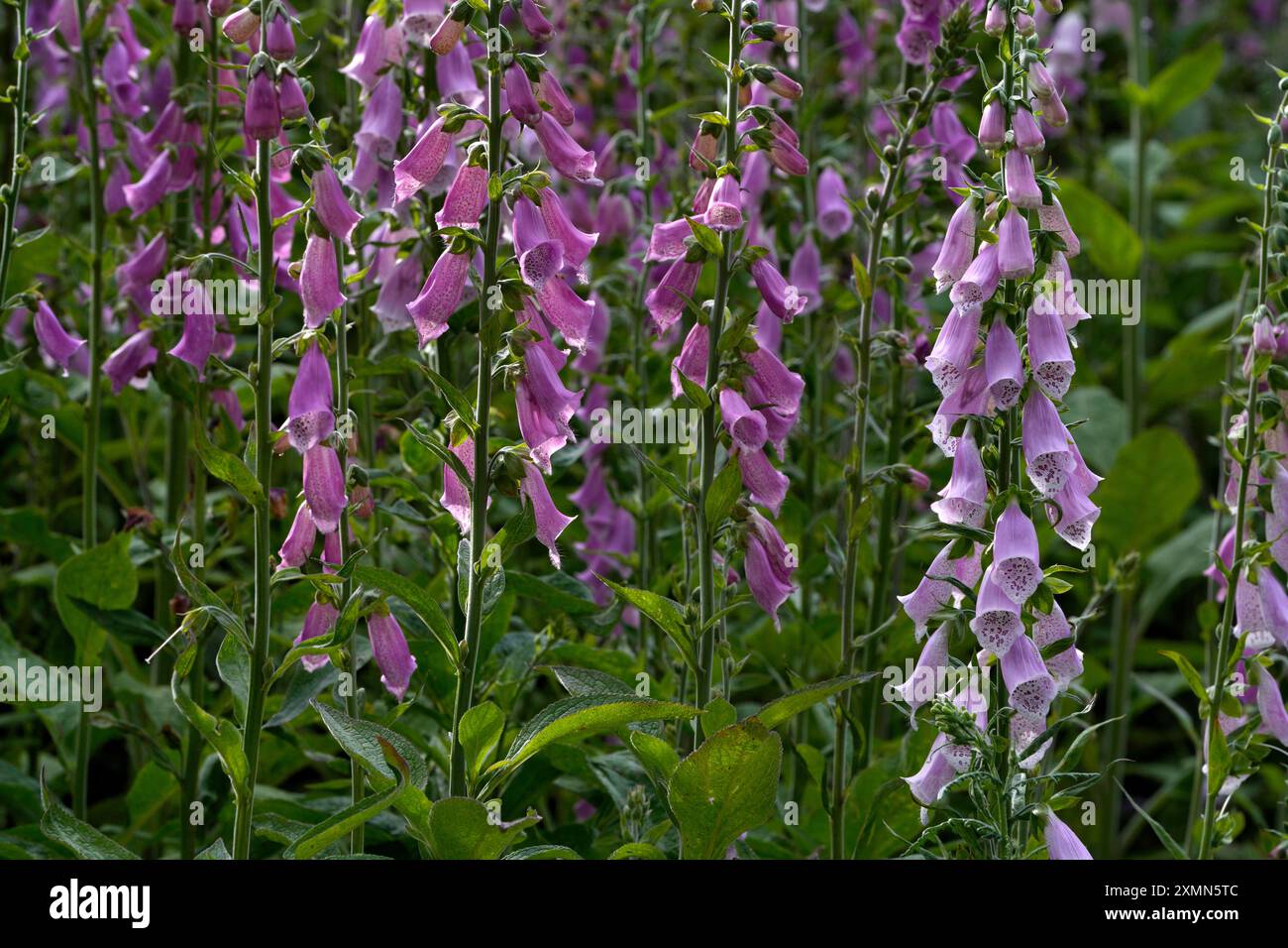 Digitalis purpurea,Roter Fingerhut zur Blütezeit,Purpur Fingerhut oder Frauenhandschuh, Karlsbad, Tschechien Stockfoto