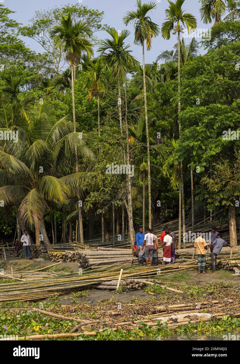 Bangladeschische Männer schneiden Bäume in Sundarbans, Barisal Division, Harta, Bangladesch Stockfoto