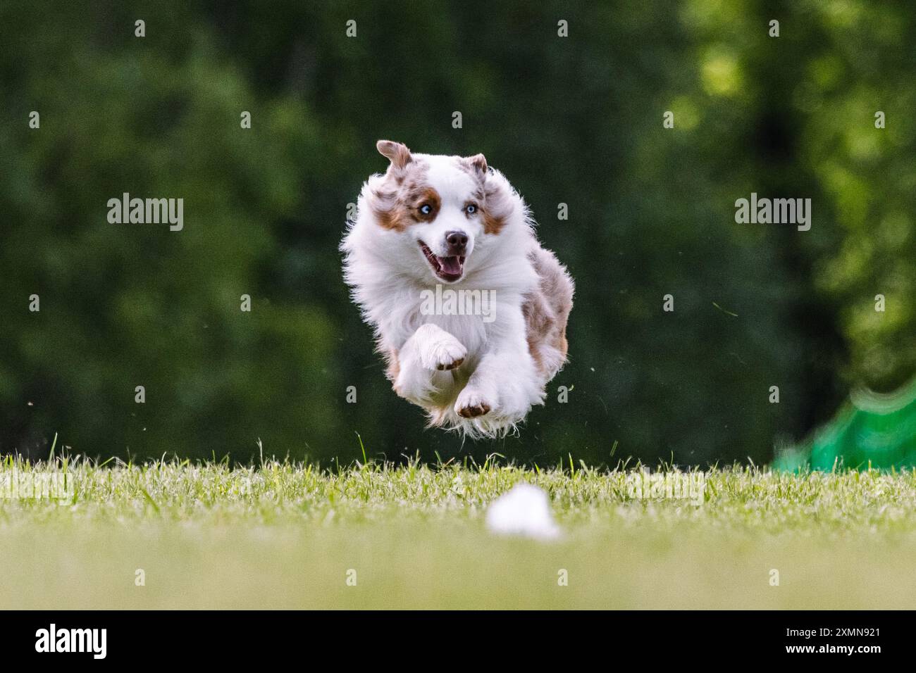 Miniatur American Shepherd Running Lure Course Hundesport Stockfoto