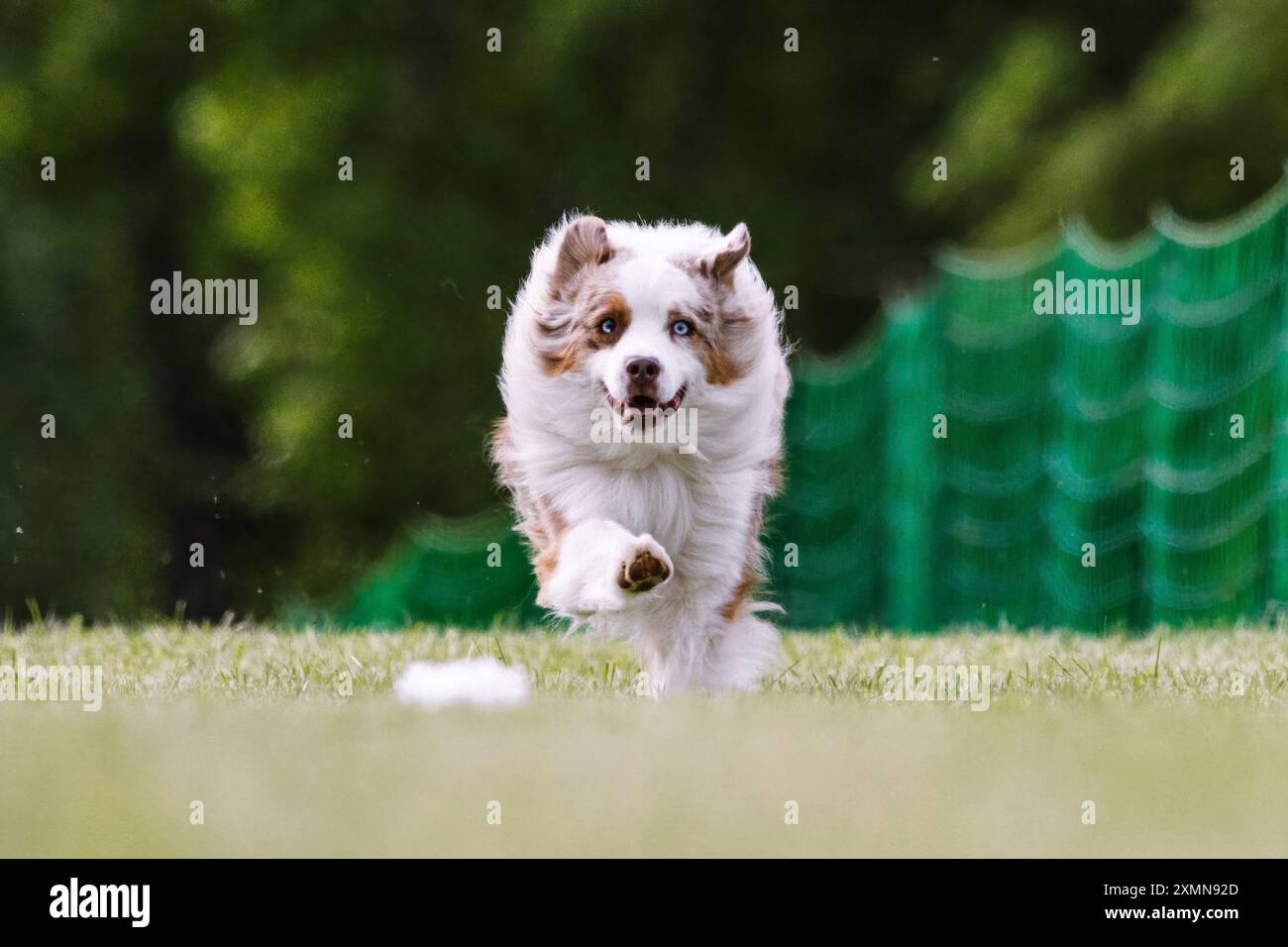 Miniatur American Shepherd Running Lure Course Hundesport Stockfoto