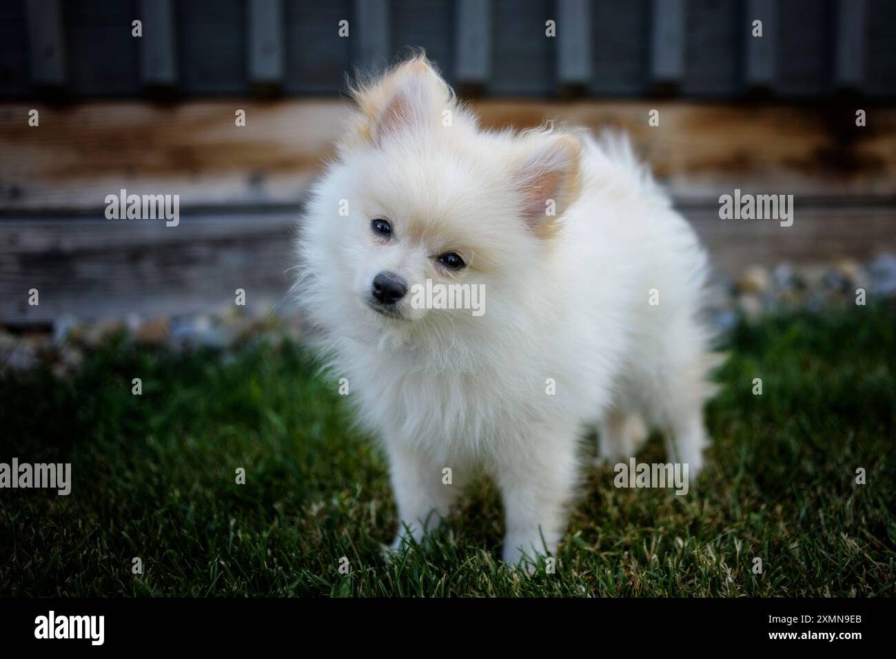 Porträt des jungen weißen Pommerschen Welpen draußen Stockfoto