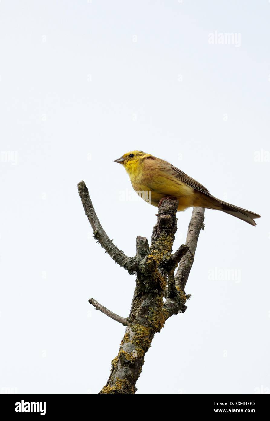 Gelber Hammer Emberiza citrinella, singend im Sommer männliches Gefieder gelber Kopf und Unterseite Kastanienrücken und Flügel auf Baumkrone Kopierraum Stockfoto