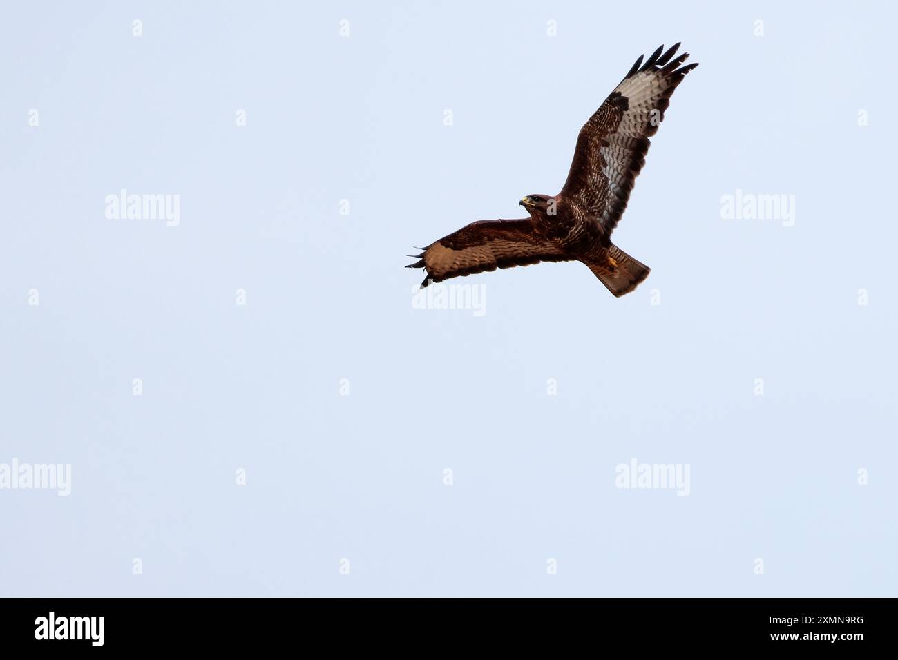Bussard Buteo buteo, im Flug fliegende Raptor mit großen breiten, abgerundeten Flügeln, kurzem gefächertem Schwanz, hakengelben Beinen und scharfen Krallen, braunem und grauem Gefieder Stockfoto