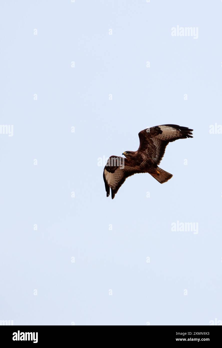 Bussard Buteo buteo, im Flug fliegende Raptor mit großen breiten, abgerundeten Flügeln, kurzem gefächertem Schwanz, hakengelben Beinen und scharfen Krallen, braunem und grauem Gefieder Stockfoto
