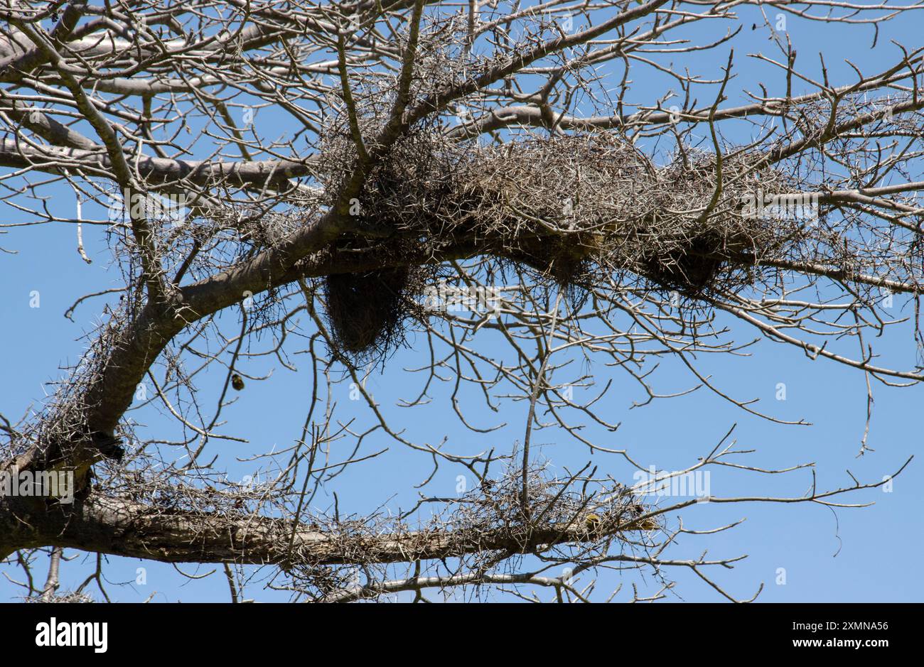Weißköpfige Büffelweber haben ein ausgedehntes Labyrinth aus Dornstöcken und Ästen in einem Baobab-Baum gebaut. Diese Barriere hilft, Raubtiere abzuschrecken Stockfoto