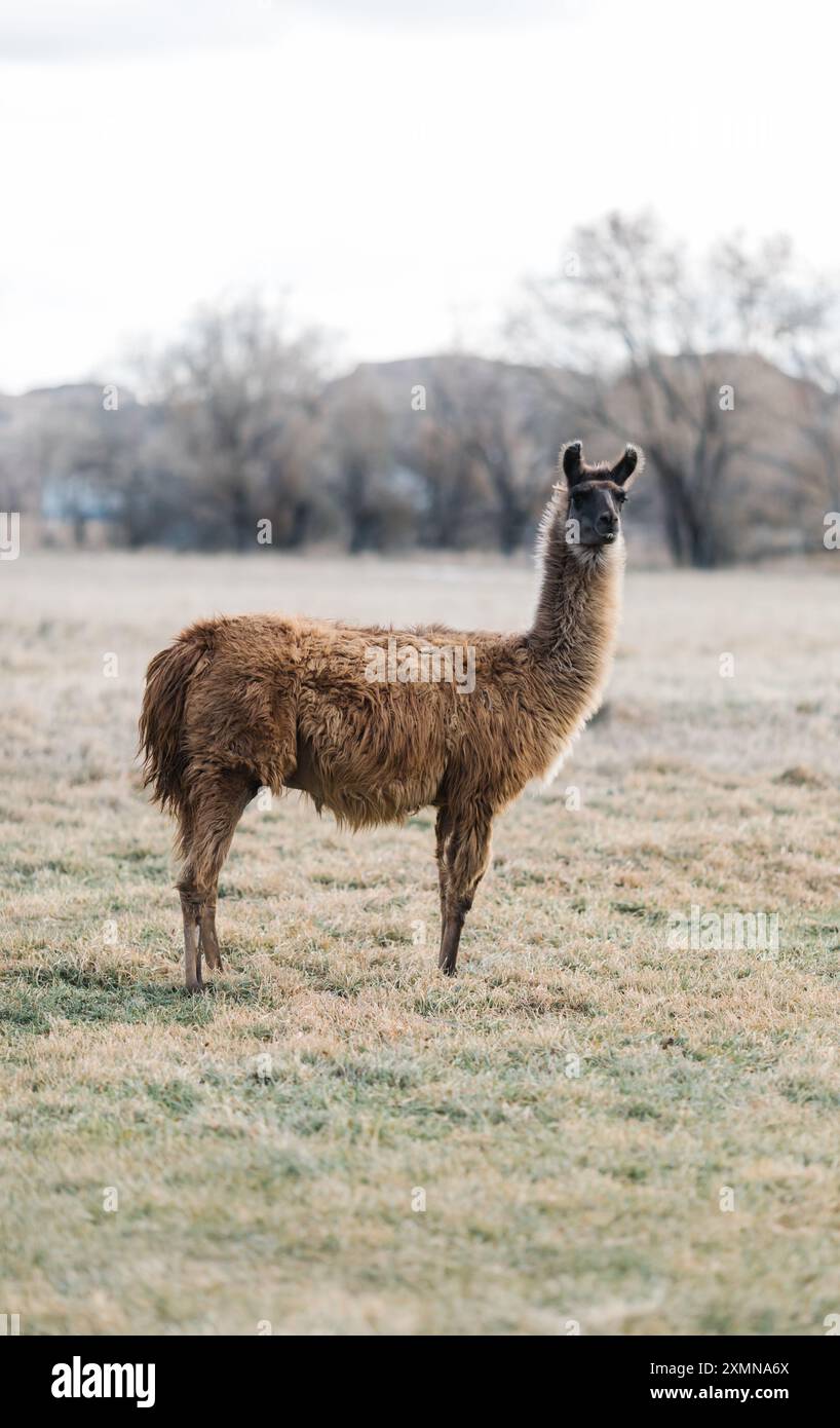 Lama steht auf einer Farm in Idaho und sieht wachsam und neugierig aus. Stockfoto