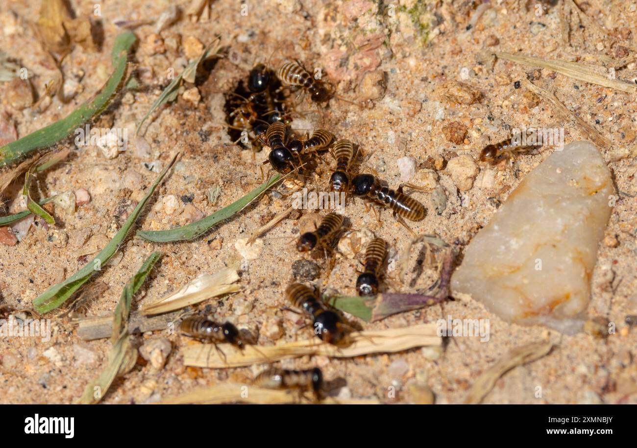 Riesige Kolonien von Harvester-Termiten können große Grünlandflächen in der Nähe ihrer Termitenhügel abstreifen. Kolonien können riesig sein Stockfoto