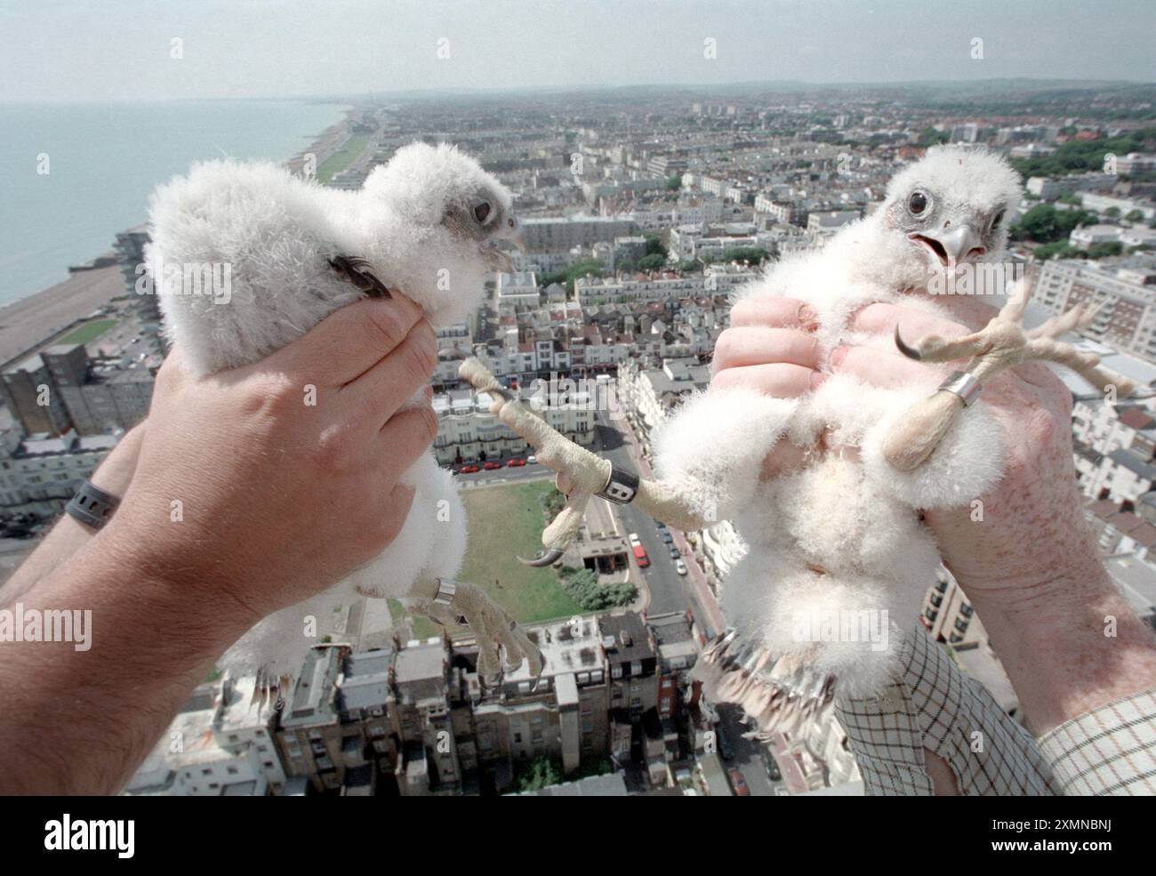 ? ? Foto von Roger Bamber Stockfoto