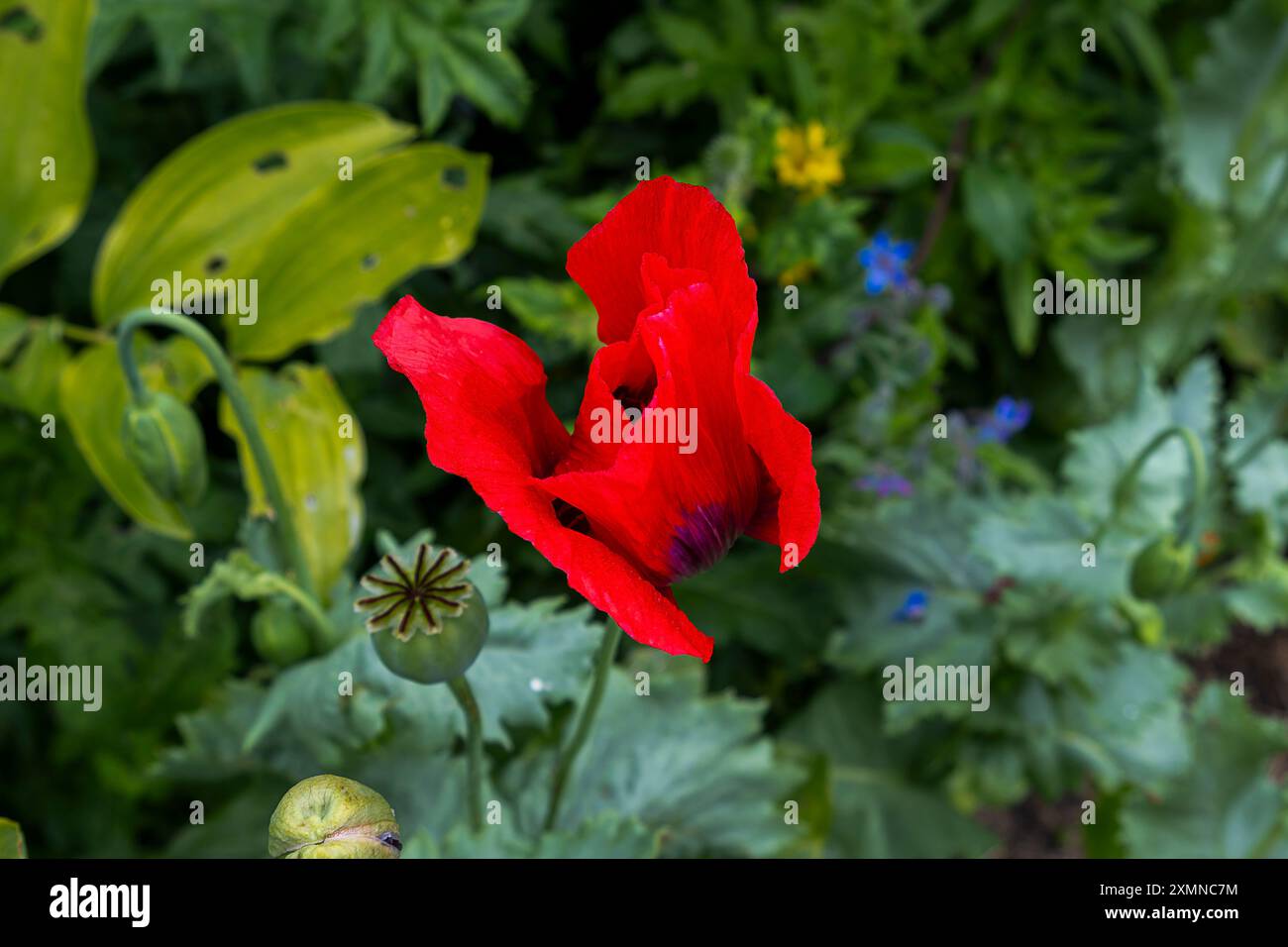 Schöner roter Opiummohn, auch bekannt als Ölmohn, breiter Mohn, aber botanischer Name ist Papaver somniferum. Stockfoto