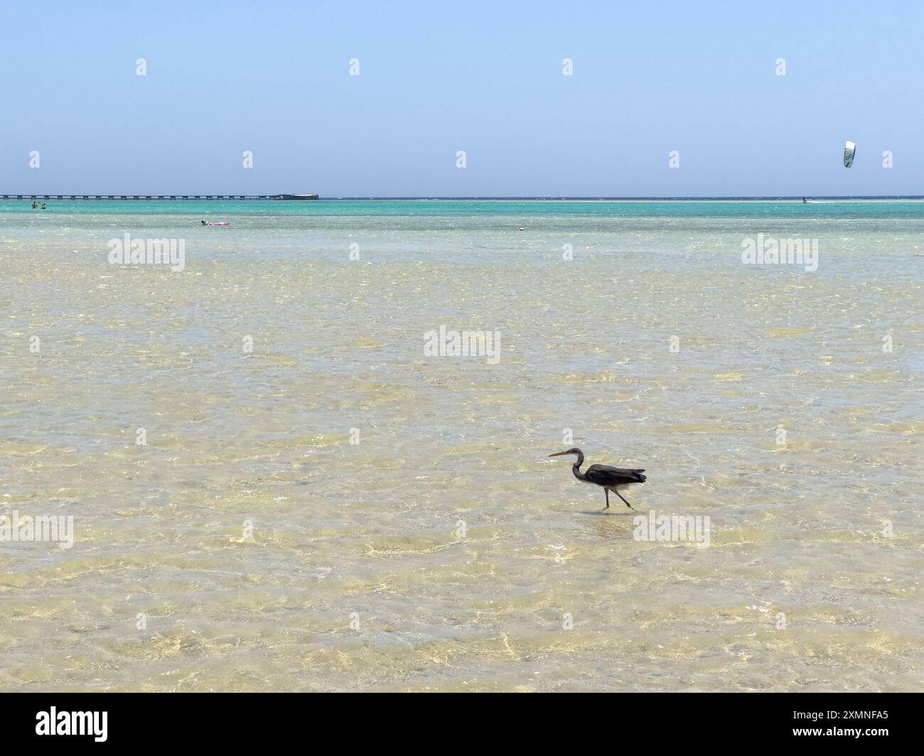 Reiher Vogel an einem Strand am Roten Meer in Ägypten Stockfoto