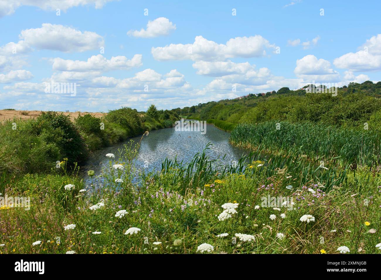 Sumpfland in der Nähe von Benfleet, Essex, Großbritannien, im Sommer Teil der Themse Mündung Stockfoto