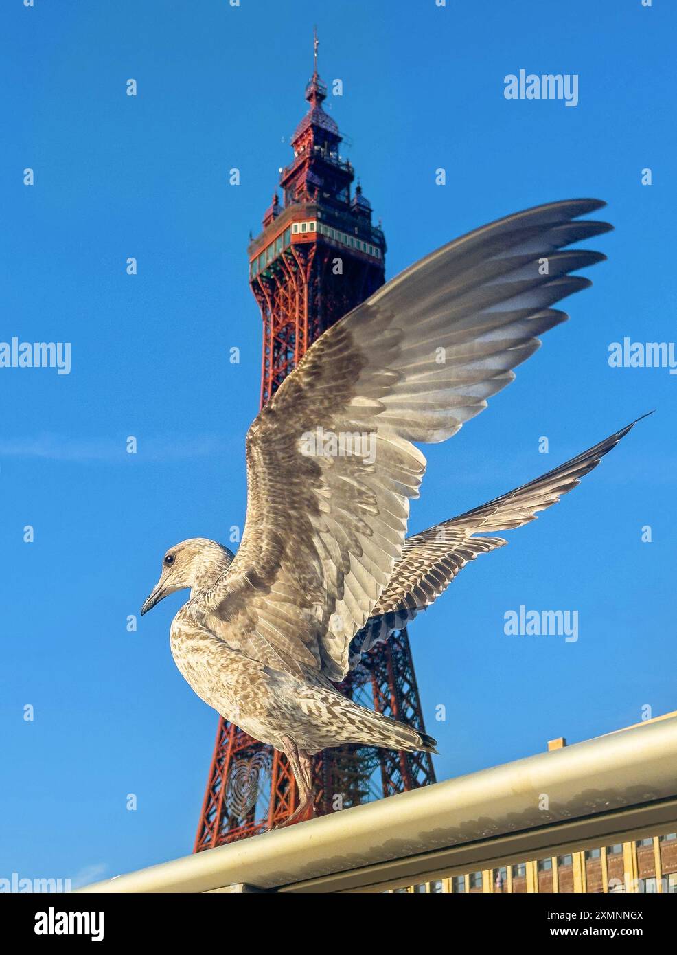 Seagull überspannt seine Flügel vor dem Blackpool Tower in Lancashire. Vereinigtes Königreich. Juli 2024. Stockfoto