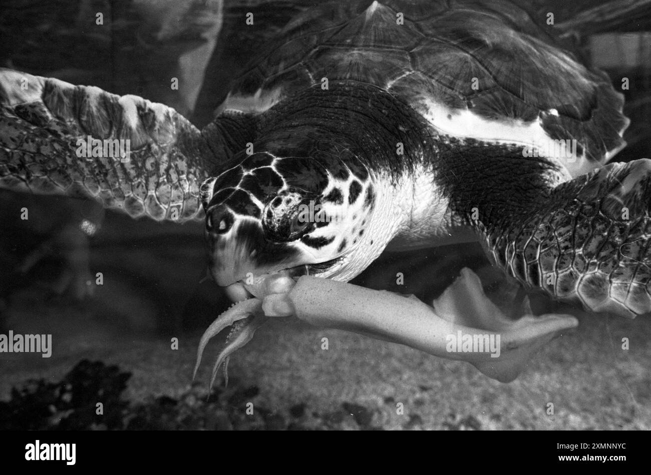 Das Brighton Sea Life Centre ist einer internationalen Naturschutzgruppe zu Hilfe gekommen, indem es zwei seltenen Karettschildkröten ein temporäres Zuhause zur Verfügung stellte . Sie wurden von Griechenland als Eier zur Forschungsförderung von Care for the Wild nach Großbritannien gebracht und werden im kommenden Sommer auf die griechische Insel Kephalonia zurückgebracht . 22. Juli 1991 Foto von Roger Bamber Stockfoto