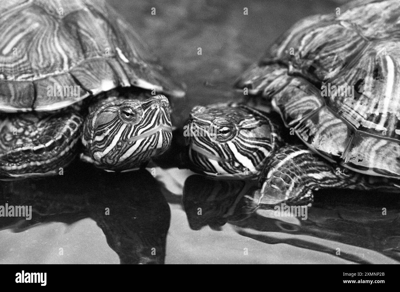 Schöne Markierungen auf einer Terrapin 13 März 1991 Bild von Roger Bamber Stockfoto