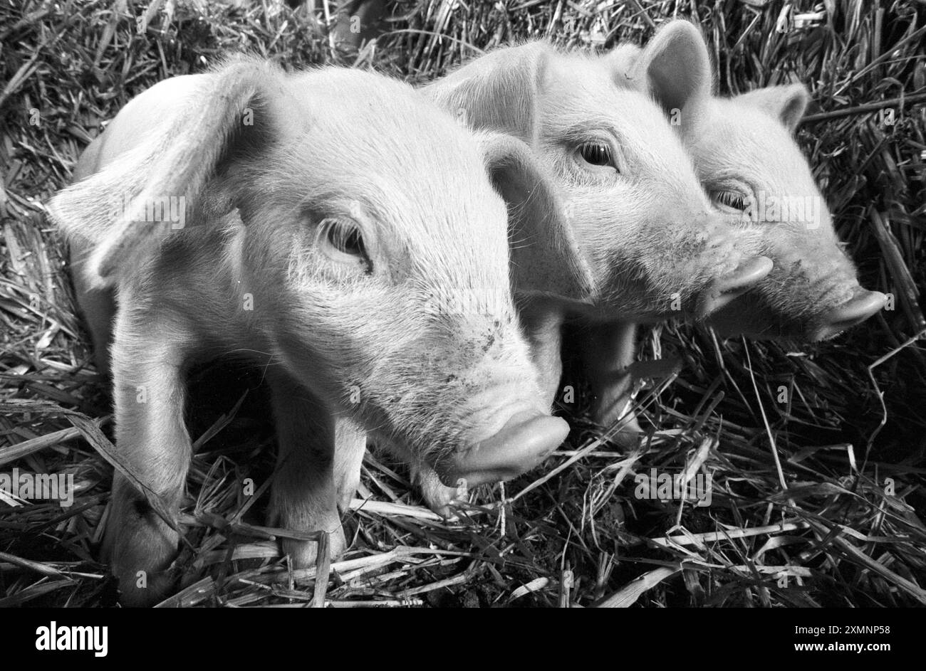 Drei von 18 britischen Loenohrferkeln, gezüchtet vom Farmer Dave lang in Cold Ashton in der Nähe von Bath. 1994 gab es nur 250 Sauen der vom Aussterben bedrohten West Country Rasse, also waren diese kleinen Schweine sehr wichtig. Heute gibt es noch mehr davon, aber sie sind immer noch als gefährdet aufgeführt. Clarissa Dixon Wright, der bekannte Koch, war ein Fan und kommentierte, dass „The British Lop seltener ist als The Giant Panda“. 17. Januar 1995 Bild von Roger Bamber Stockfoto