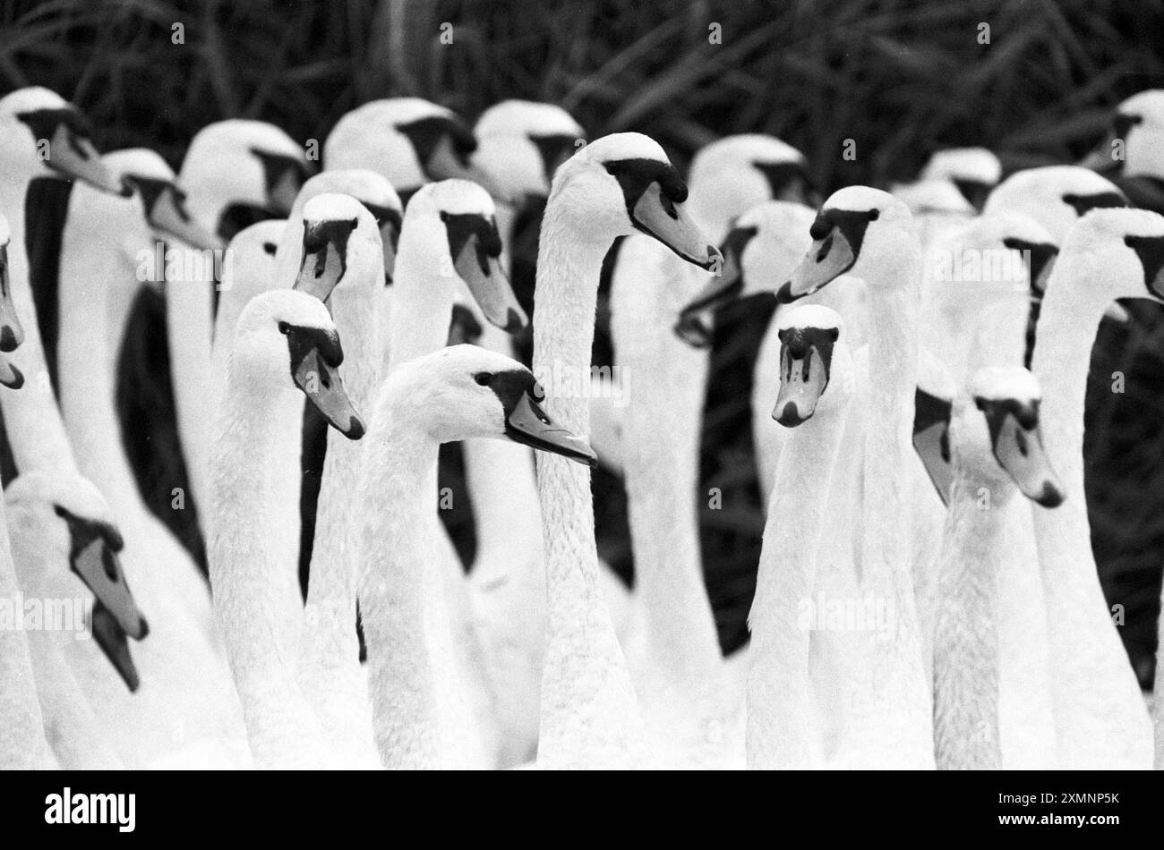 Abbotsbury Swannery , jährliche Zusammenfassung der 800 Schwäne, die am Fleet River in Abbotsbury leben, für Gesundheitskontrollen und Kennzeichnung. 25. Juli 1993 Foto von Roger Bamber Stockfoto