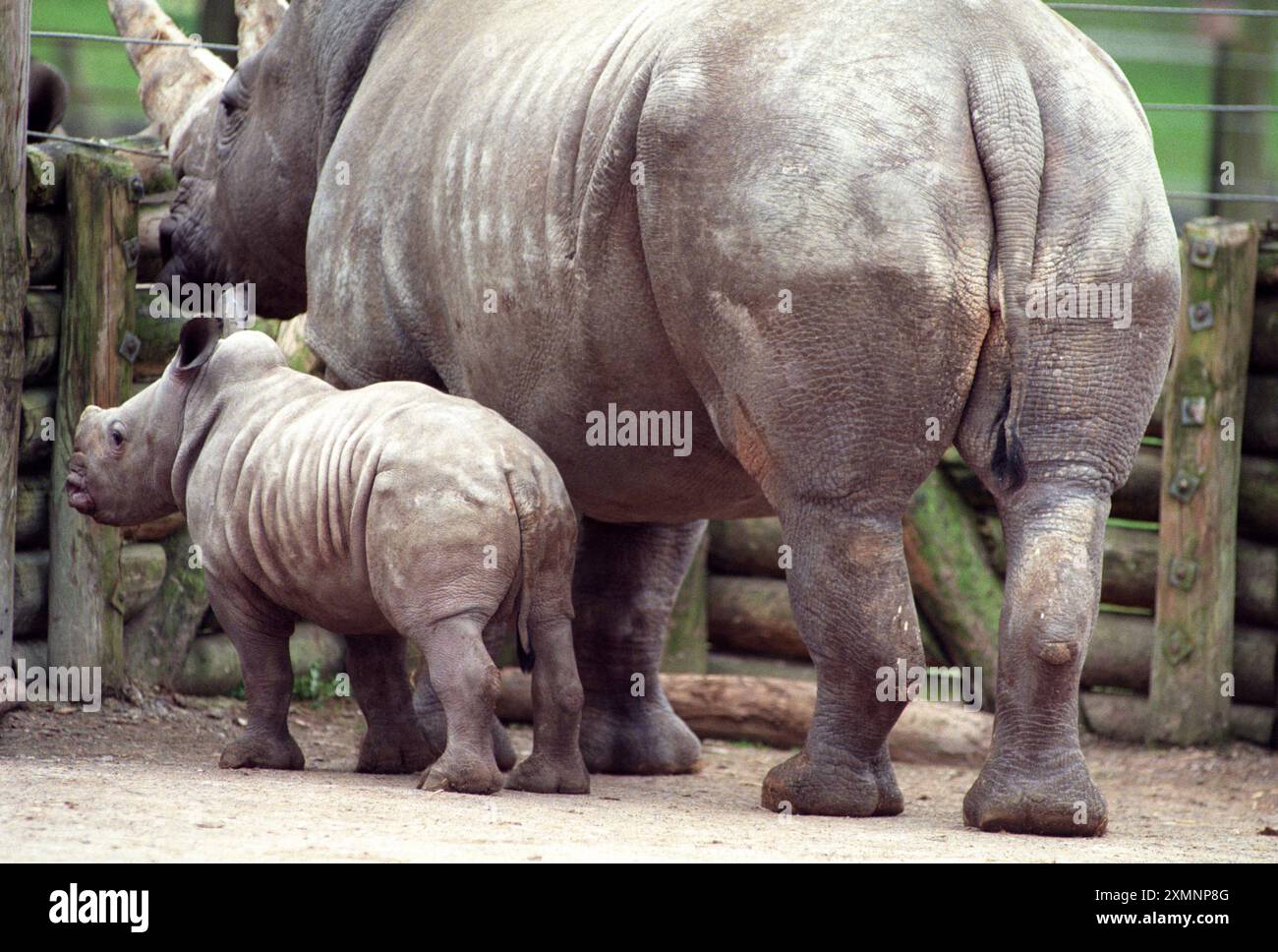 Mutter und Baby weiß Rhino Marwell Zoo 24 März 1999 Bild von Roger Bamber Stockfoto