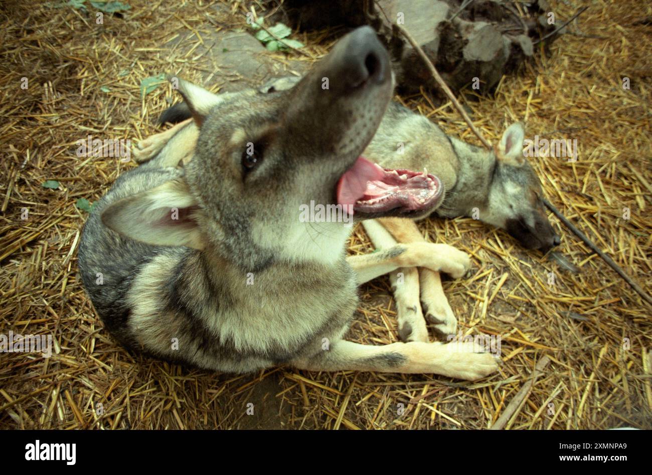 Zwei zwölf Wochen alte europäische Wolfsjungen die ersten seit dem Mittelalter in Großbritannien geboren wurden entspannen sich in ihrem Stall in Wildwood, einem Teil eines alten Waldgebietes in Herne Common bei Canterbury in Kent England Großbritannien . Die Jungtiere Nadja und Mischka wurden von Derek Gow aus Rumänien und der DDR geboren, der Lobbyarbeit unternimmt, um sie wieder in die Wildnis zu bringen, um sie vor dem Aussterben zu schützen 11. Januar 2006 Bild von Roger Bamber Stockfoto