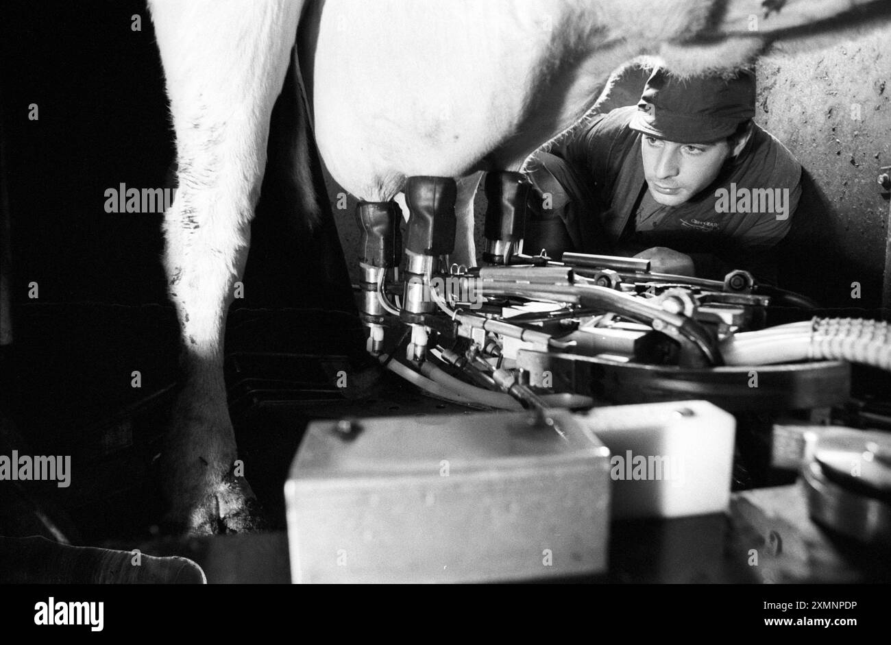 MilchkuhNo date Bild von Roger Bamber Stockfoto