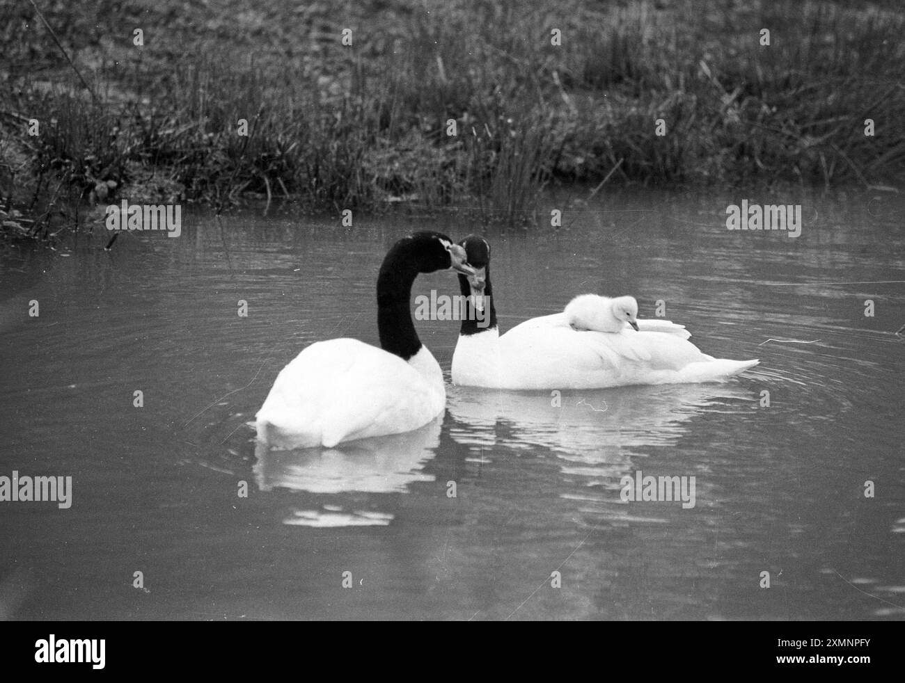 Swan and Cygnet 27. Dezember 1993 Bild von Roger Bamber Stockfoto