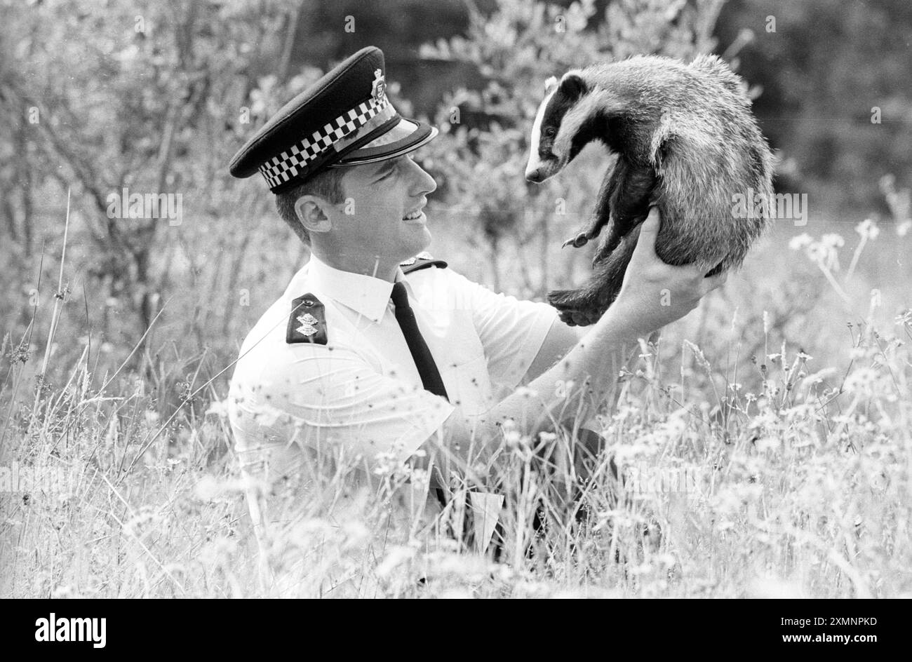 Wild Life Liaison Officer mit Dachs 28. Juli 1989 Foto von Roger Bamber Stockfoto