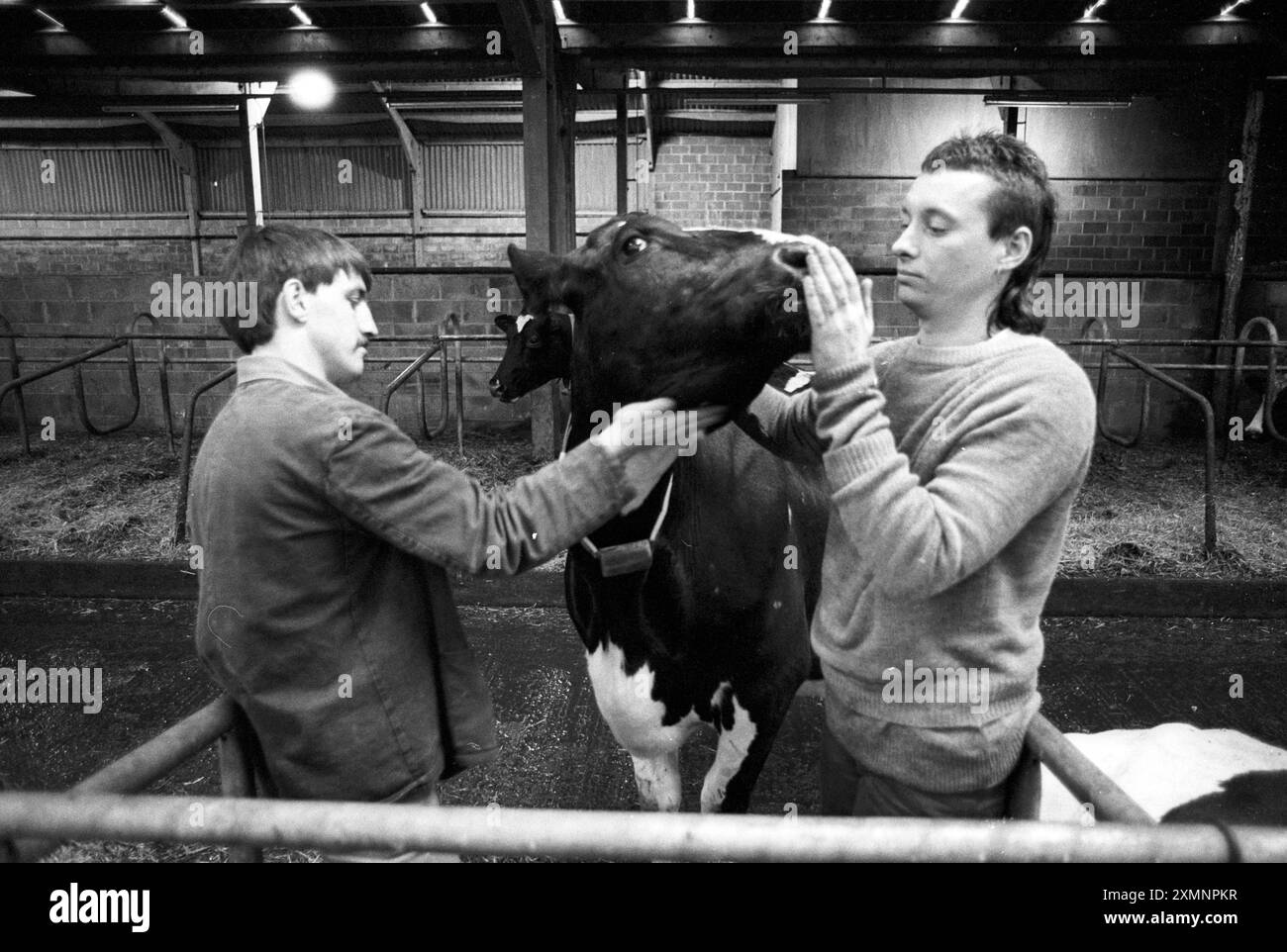 Milchfarm im Gefängnis Dartmoor 22. März 1991 Foto von Roger Bamber Stockfoto