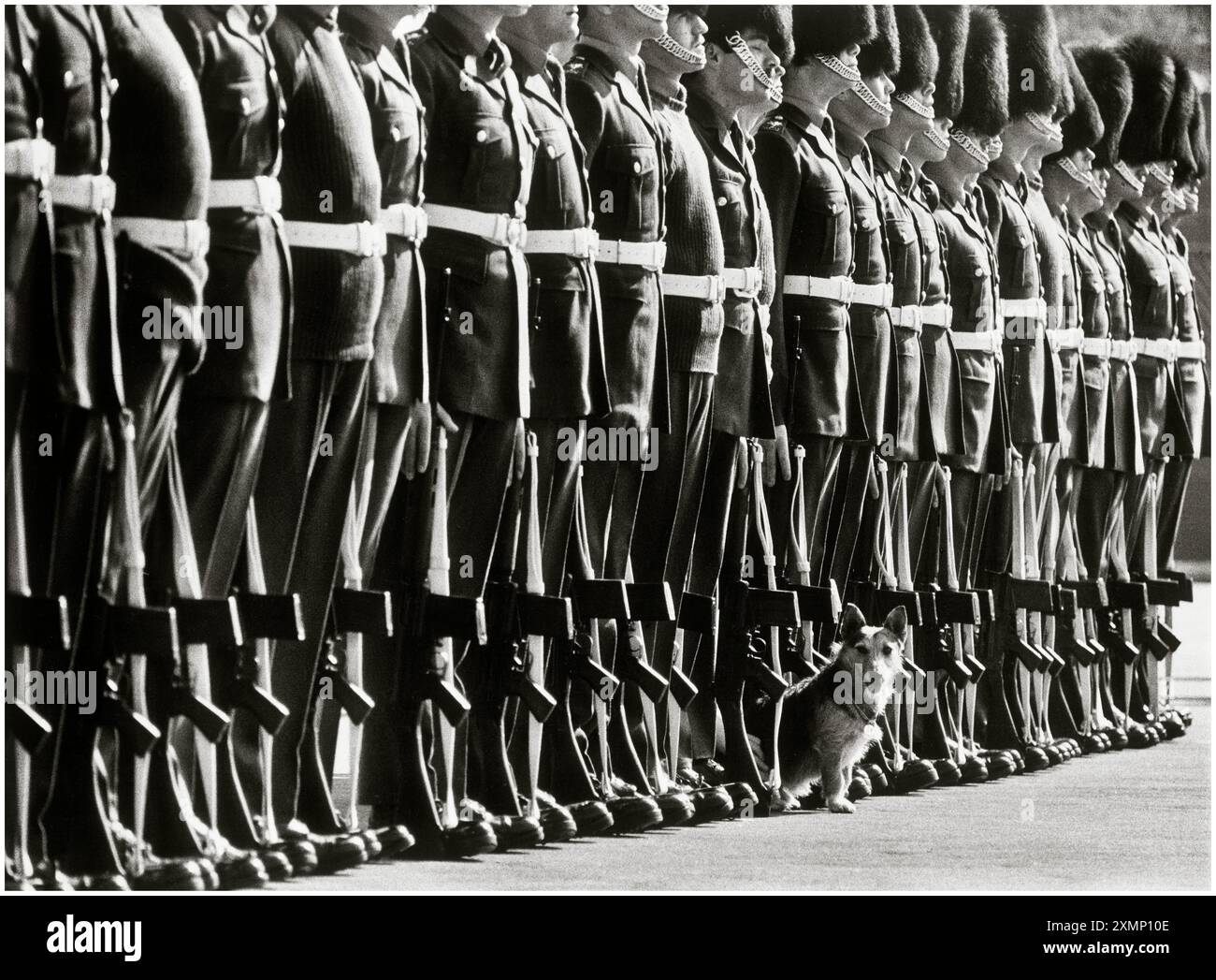 Dieser kleine Hund war ein Regimentsmaskottchen. Originaltitel muss gefunden werden. Hundeschutz Stockfoto
